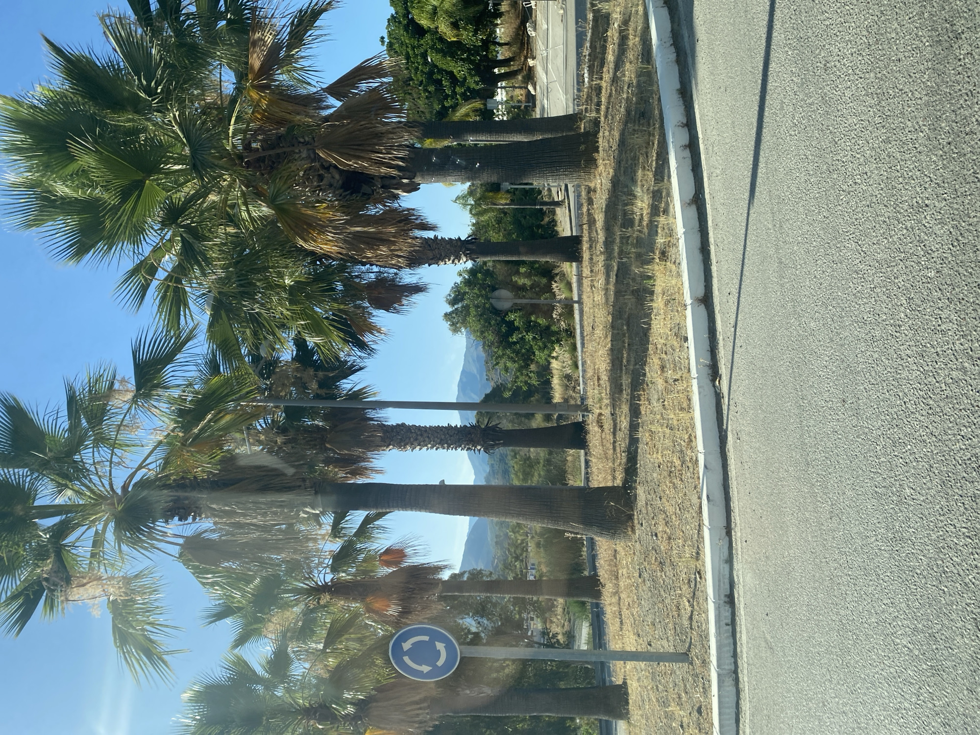 The image depicts a roadside scene with several palm trees and a roundabout traffic sign in Estepona, Spain. The palm trees are tall and slender, with green fronds and some dry, hanging foliage. They are situated on a patch of dry, light-colored grass and dirt, bordered by a white curb. To the left, a blue circular traffic sign with three white arrows indicating a roundabout is mounted on a metal pole. Beyond the palm trees, there is a backdrop of greenery, including more trees and bushes, and in the distance, rolling hills or mountains under a clear blue sky. The foreground shows a section of an asphalt road with a white line marking the edge. The lighting suggests it is daytime, with shadows cast by the trees. No people or vehicles are visible in the frame.