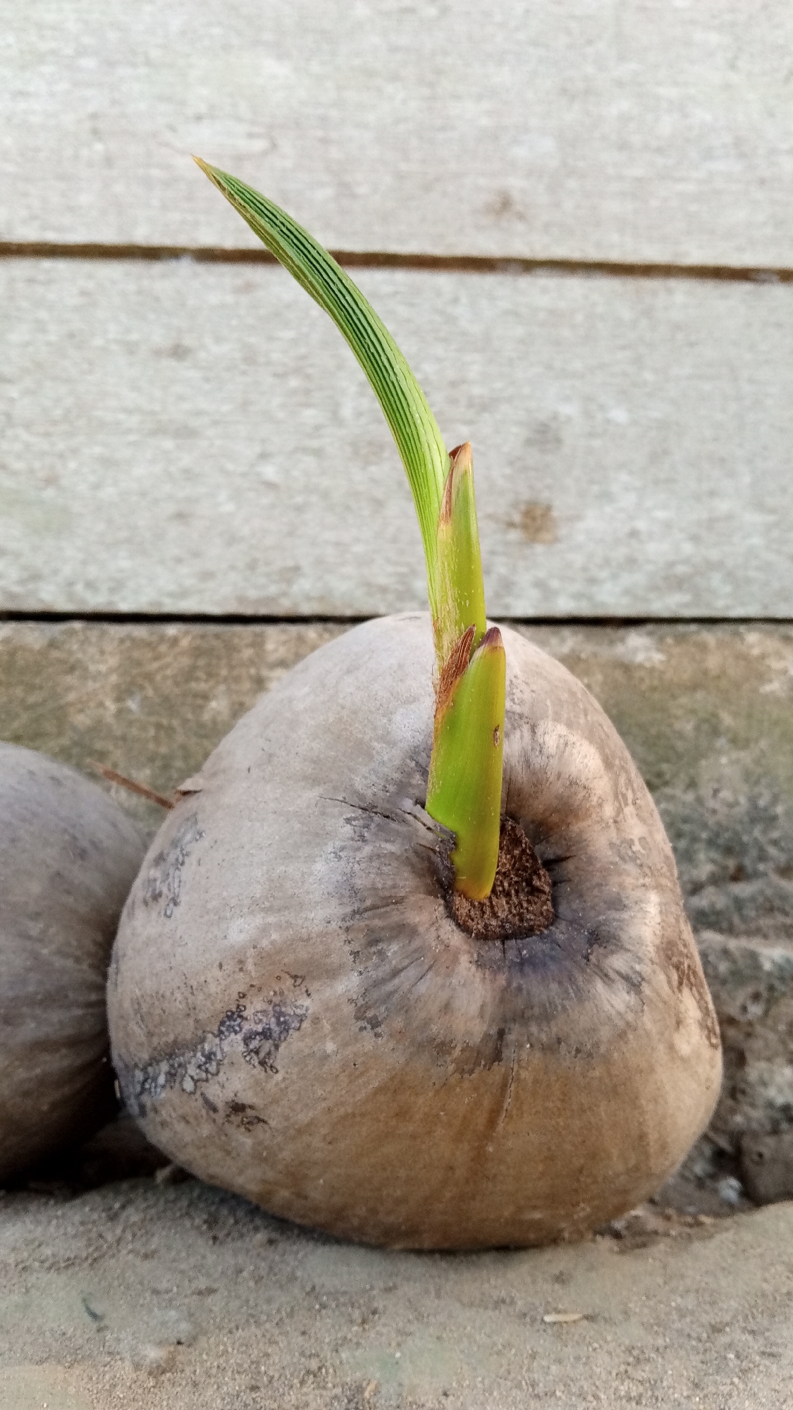 A close-up, eye-level, horizontal shot shows a coconut with a new sprout emerging from its top. The coconut is light brown and textured, resting on a sandy surface. Behind it, a weathered, light-colored wooden plank wall serves as the background. Another coconut is partially visible to the left. The sprout is bright green and upward-reaching, with a single, elongated leaf unfurling at its tip. The scene appears to be an outdoor setting in the village of Meunasahdayah, Indonesia.