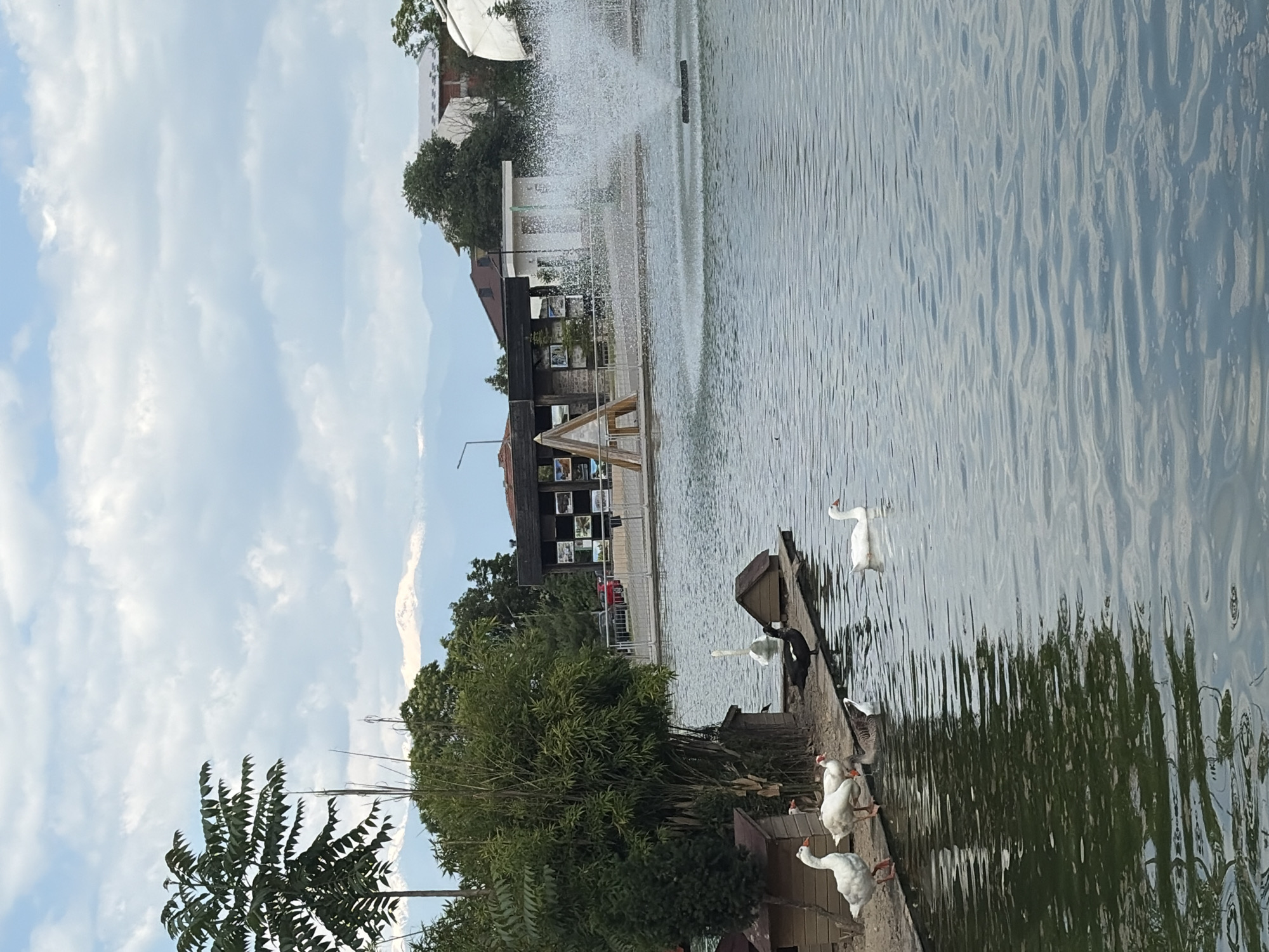 The image depicts a pond scene in an urban environment. In the foreground, a group of white geese gathers near a shoreline with small wooden structures, possibly shelters. The pond extends into the middle ground, where a fountain creates a spray of water. Beyond the fountain is a building or structure displaying framed pictures. The sky, predominantly blue with scattered clouds, suggests daytime. The scene features urban elements and a serene pond environment with waterfowl. The location is the city of Unknown, Unknown.