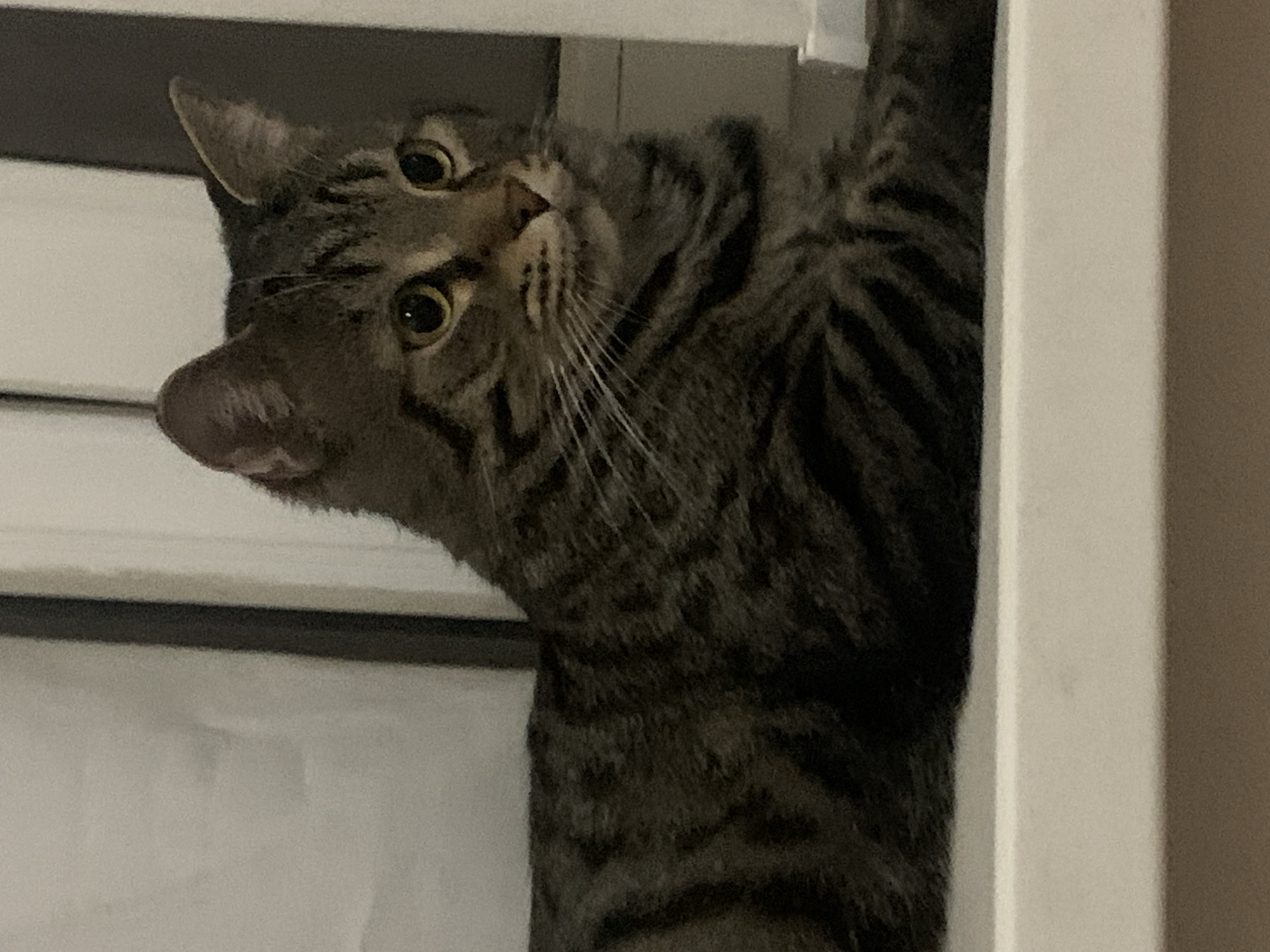 A tabby cat is seen in the image. The cat is clinging to a white structure, possibly a door frame or a similar architectural element. Its head is turned to the side, and its tongue is slightly visible. The cat's fur has dark stripes. The background consists of white and neutral tones. The location is unknown.