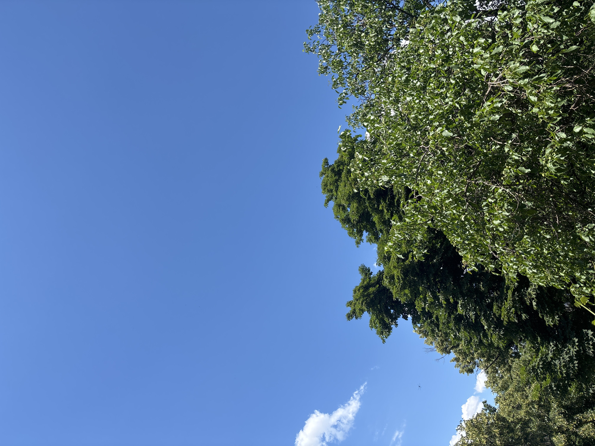 The image is a low-angle shot of a clear blue sky with some trees in the foreground. The trees are lush and green, with dense foliage. A few wispy clouds are visible in the upper left corner. The overall impression is one of a bright, sunny day. The scene does not contain any people or identifiable landmarks, making its location within the city of Unknown, Unknown impossible to determine.