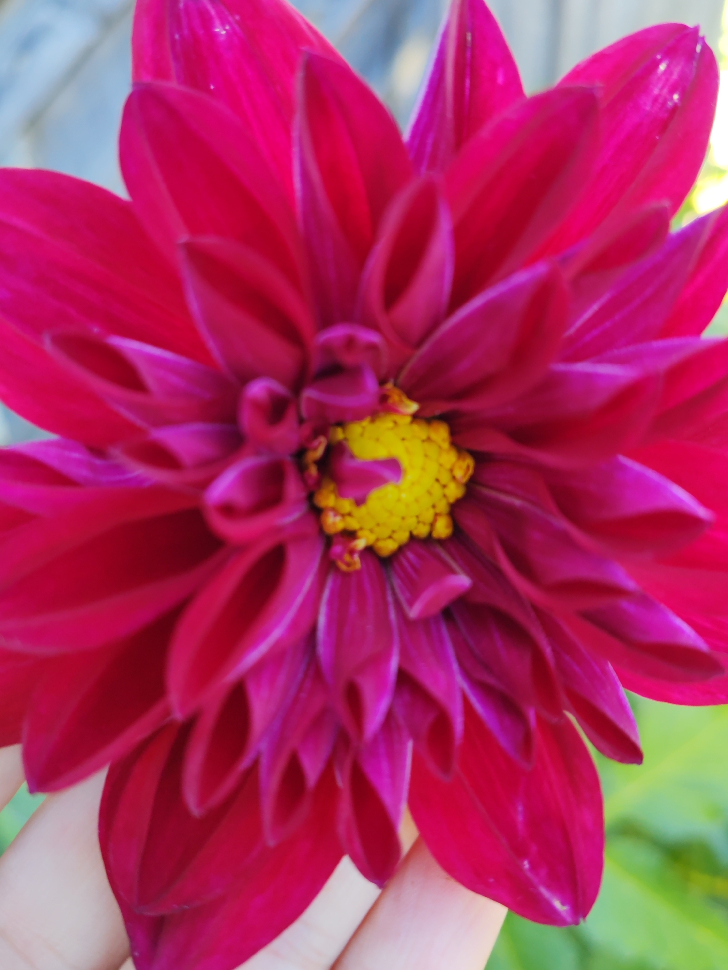 A close-up, slightly blurry, vertical shot captures a vibrant pink dahlia flower. The flower dominates the frame, with its numerous, layered petals fanning outwards from a bright yellow center. A portion of a person's hand, with light skin, is visible at the bottom left, gently supporting one of the flower's petals. The background is out of focus, showing hints of green foliage and a pale, textured surface that might be a wooden fence or wall. The location of the image is the city of Chukhloma, Russia.