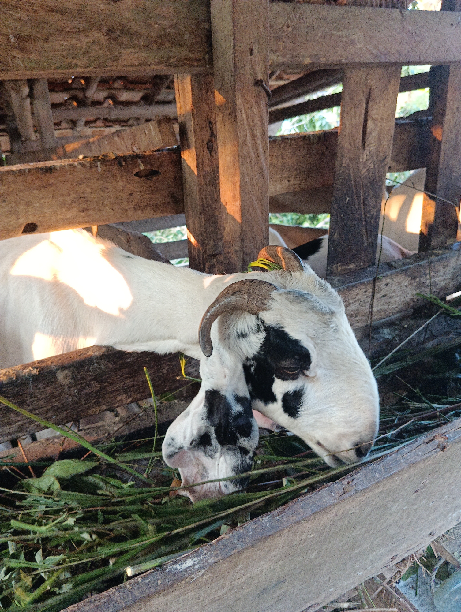 A medium shot captures a white goat with black markings on its face and ears, eating green foliage in a wooden enclosure. The goat's body extends to the left, mostly out of frame, while its head is lowered towards the feed. The enclosure is constructed from rough-hewn wooden planks and beams, showing signs of age and wear. Sunlight streams in from the upper right, casting warm light and shadows on the scene. The background is blurred, showing more wooden structures and hints of green vegetation. The overall setting suggests an agricultural or rural environment, consistent with a location like Pematang Jaya, Indonesia. There are no people or other animals clearly visible in the frame.