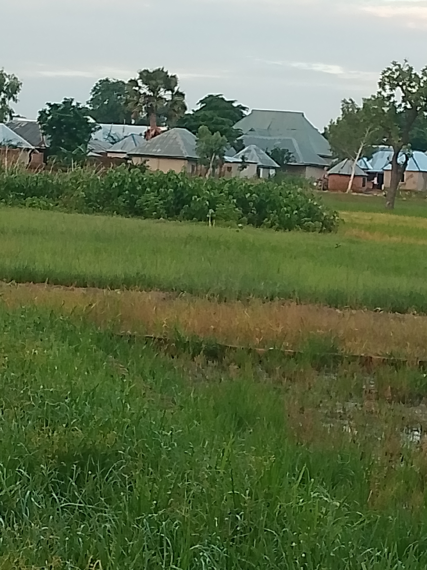 This image depicts a rural village scene under an overcast sky. In the background, several buildings with grey, corrugated metal roofs are visible, some appearing to be residences or small structures. These are interspersed with lush green trees, including a distinctive palm tree. The foreground is dominated by fields of tall green grass, with some patches of drier, brownish vegetation or possibly waterlogged soil. The overall impression is of a tranquil, possibly agricultural area. No people are clearly discernible in the image. The lighting suggests it is either early morning or late afternoon.