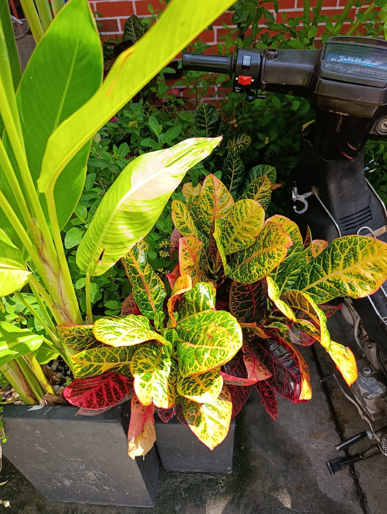 This is an eye-level, medium shot of a motorcycle parked next to a planter filled with vibrant plants. The motorcycle is a dark color, likely black, with a black handlebar and instrument panel visible on the right side of the frame. The planter, a dark gray, angular pot, is filled with several types of plants. In the foreground, a bushy plant with variegated leaves in shades of green, yellow, and red is prominent. To the left and slightly behind it, a larger plant with broad, glossy green leaves stands tall. The background consists of a brick wall and more greenery, suggesting an outdoor setting, possibly a yard or sidewalk area within Nha Trang Ward, Vietnam. The lighting is bright, casting shadows and highlighting the colorful foliage. There are no people visible in the image.