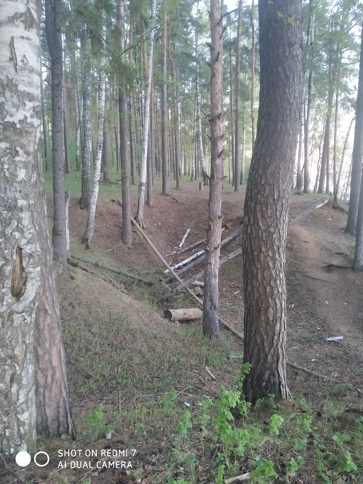 A wooded scene is captured at what appears to be eye-level. The ground is uneven with small mounds and a shallow ditch visible. Trees dominate the scene, their trunks varying in color from nearly white to dark brown, their branches and leaves creating a canopy overhead. Fallen branches and logs are scattered on the forest floor. Some green vegetation is present near the bottom of the frame. The location is the city of Chaikovsky, Russia.
