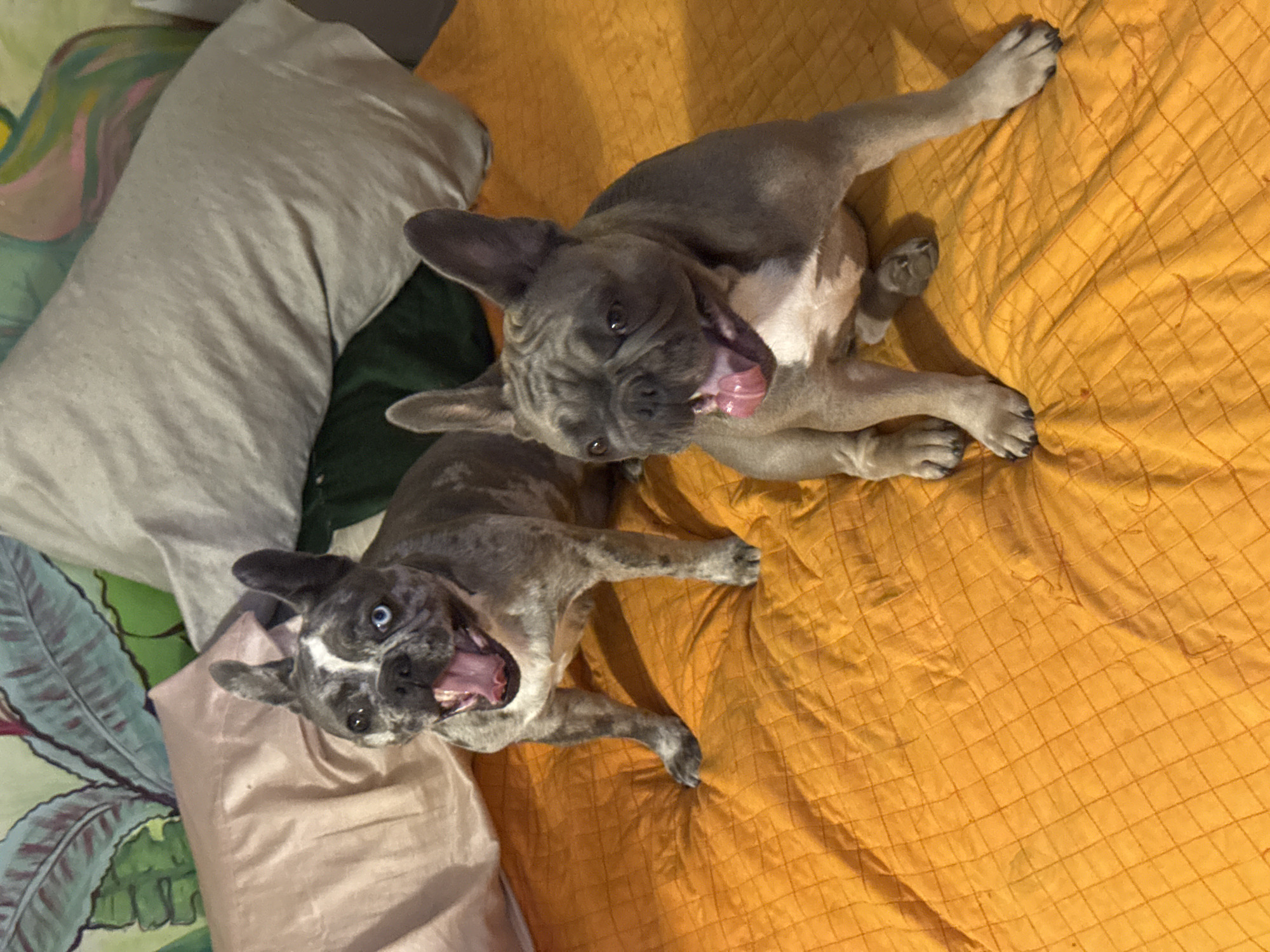 Two French Bulldogs are lying on an orange-quilted bed. The dog on the left has merle coloring and heterochromia, with one blue eye and one brown eye. The dog on the right is a solid grey color. Both dogs have their mouths open and tongues out, appearing to pant. In the background, there are several pillows, one with a floral pattern and another that is a solid gray. The scene is indoors. The prompt requests information about the location in San Benedetto del Tronto, Italy, but this cannot be determined from the image.