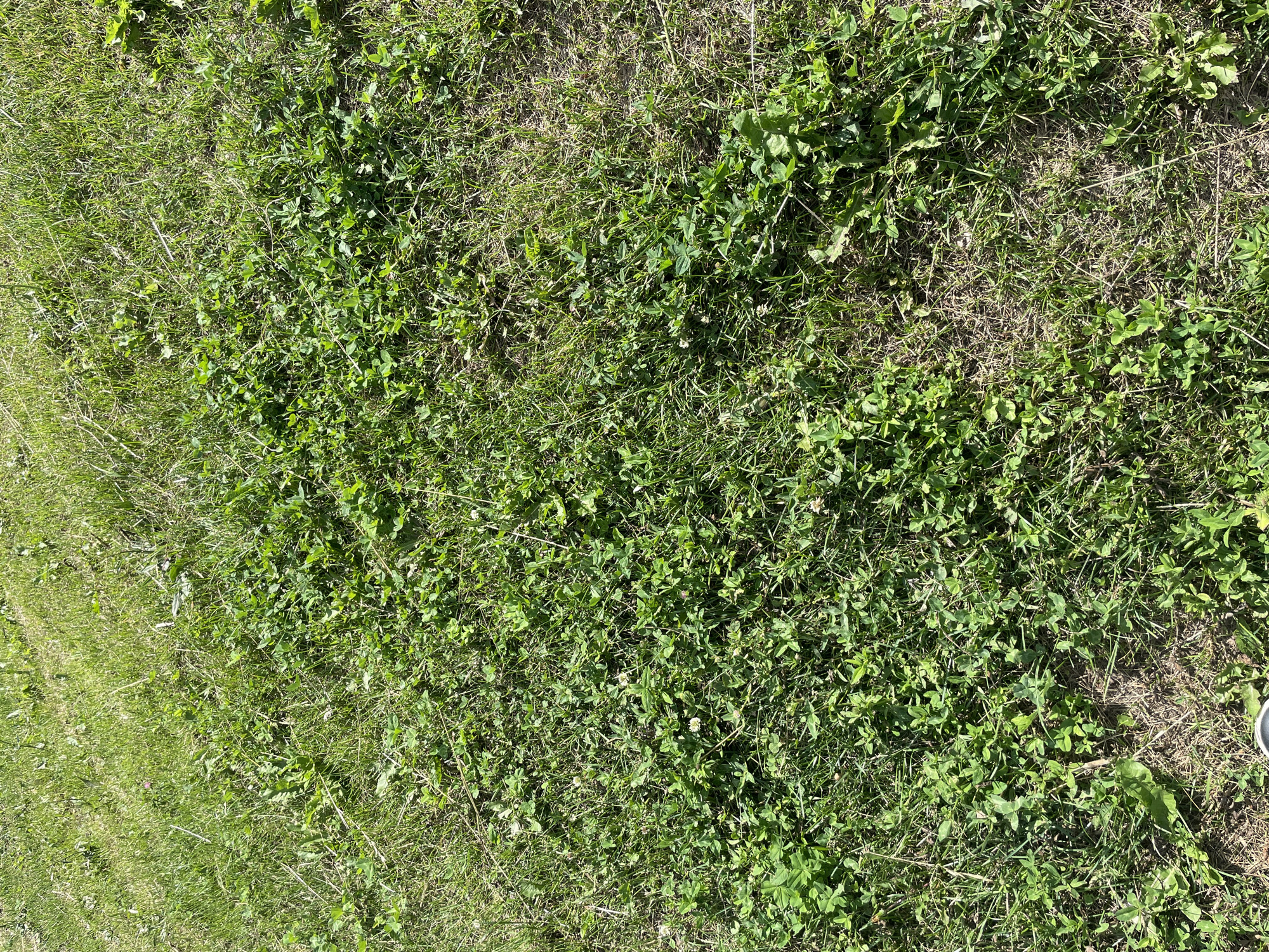 The image shows a close-up view of a grassy area with patches of clover. The grass is a mixture of green and dry, straw-like blades. Sunlight illuminates the scene, creating shadows and highlighting the textures of the vegetation. The ground appears uneven and somewhat dry in places. There is no visible indication of the city of Laishevo, Russia, nor any people, subjects, objects, or actions. The focus is solely on the natural ground cover.