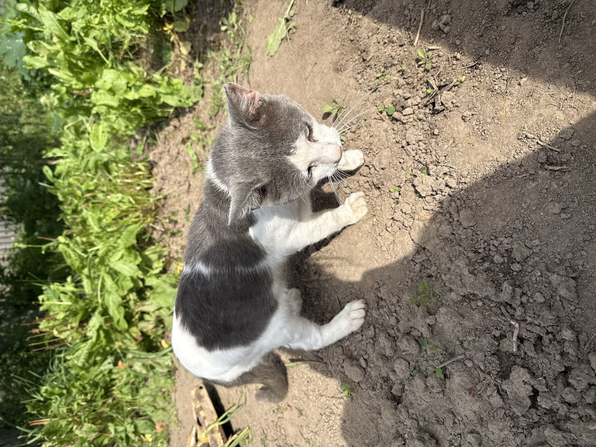 A medium shot captures a white and grey cat standing in a garden patch. The cat is facing downwards and to the right, with its head slightly tilted. It has dark grey markings on its head and back, with a white chest, belly, and paws. The cat's tail is also partially grey. The ground is composed of dry soil with small pebbles and sparse green weeds. In the background, there is a blurred expanse of lush green plants, possibly vegetables or other garden vegetation, suggesting a rural or suburban outdoor setting. The lighting indicates it is daytime with sunlight casting shadows on the ground. The location is identified as Керды, Russia.