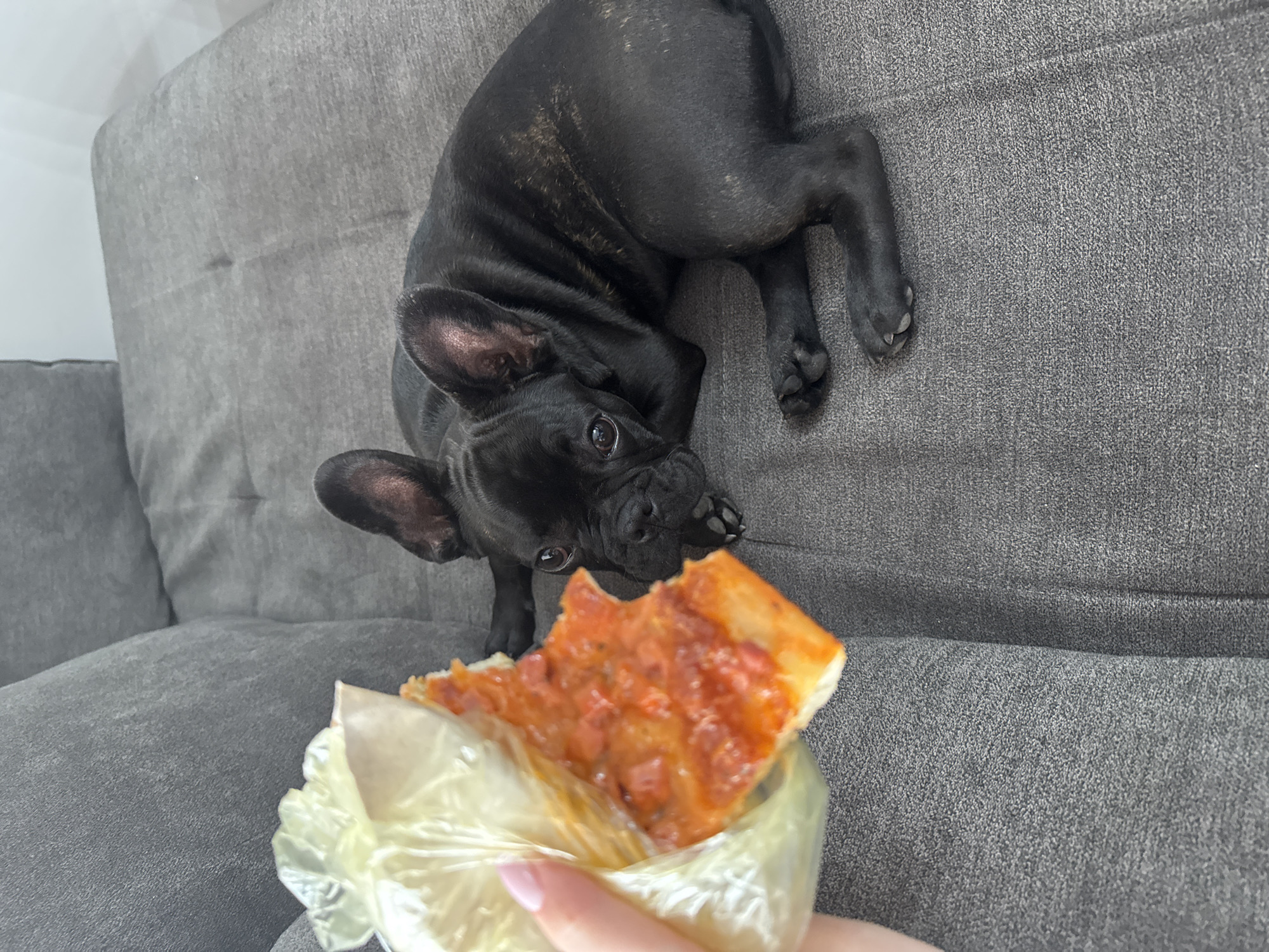 A black French Bulldog lies on a grey sofa. A slice of pizza wrapped in a plastic bag is held in front of the dog. A hand holding the pizza is visible, with a pale pink fingernail. The dog appears to be looking at the pizza. The location is unknown, and therefore cannot be confirmed to be in Varna, Bulgaria.