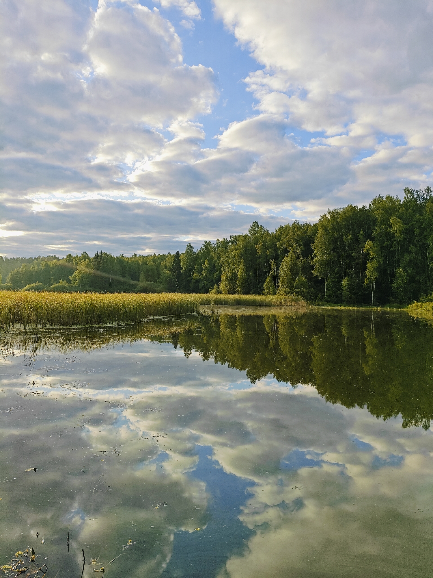 This is a vertical, eye-level shot of a serene lake scene. The upper half of the image is dominated by a bright sky filled with a mix of white, fluffy clouds and patches of blue. Sunlight filters through the clouds, creating bright highlights. The lower half of the image showcases the calm lake, acting as a mirror reflecting the sky, a dense line of tall, golden reeds, and a thick forest of green trees. The reflection of the clouds is particularly detailed, with areas of bright white and darker grey. The reeds appear to form a natural barrier between the water and the forest. The overall impression is one of natural beauty and tranquility. The location is identified as the reservoir of the city of Chaikovsky, Russia. There are no people or animals visible in the image.