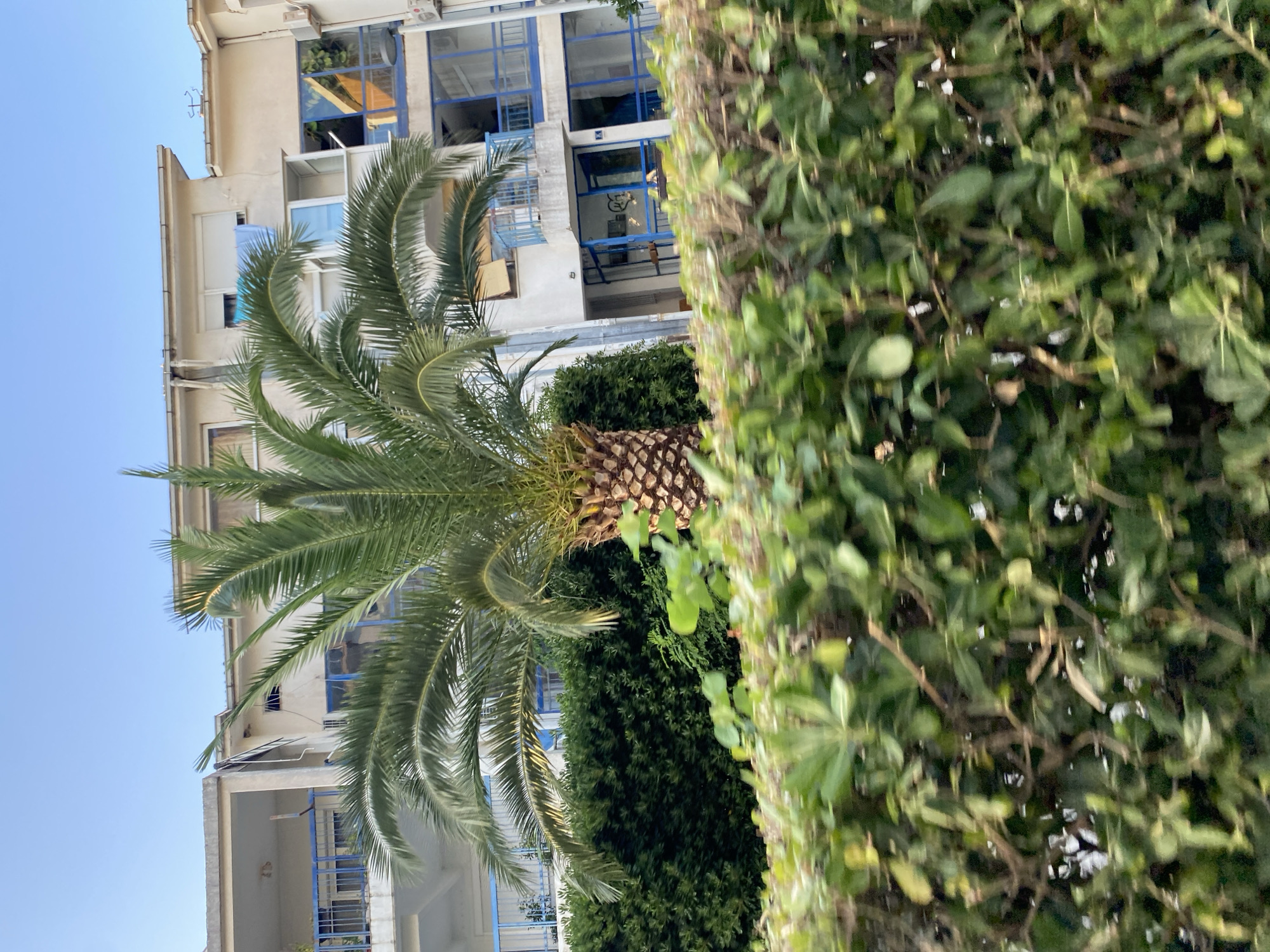 The image depicts a residential building with a palm tree in front of it, located in the city of Bar, Montenegro. The building appears to be multi-story with several balconies, some of which have blue railings. The windows are predominantly blue-tinted. There is dense green foliage in the foreground, partially obscuring the lower part of the building and the palm tree. The sky is clear and blue. The scene suggests a residential area with a Mediterranean climate, characteristic of Bar.