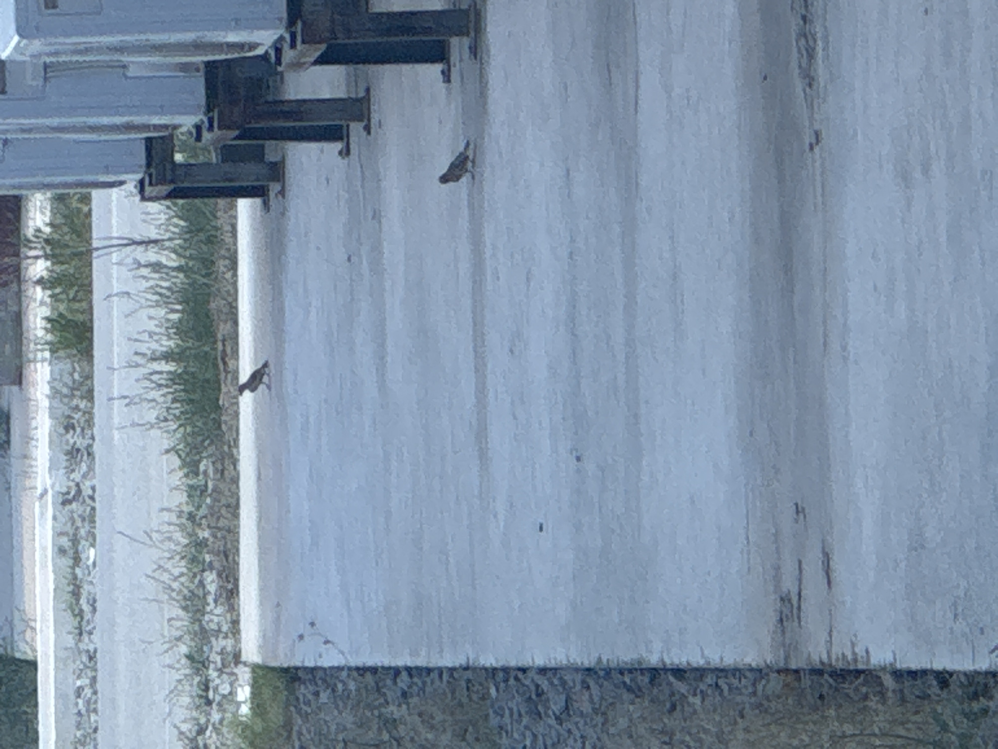 The image captures an outdoor scene, likely in a city like Unknown, Uzbekistan, featuring a concrete walkway adjacent to a grassy area and a row of industrial-looking structures on metal supports. Two small birds are visible on the concrete walkway. One bird is in the mid-ground, facing left and appearing to peck at the ground. The second bird is further in the background, also facing left. The environment appears somewhat urban or industrial, with hints of vegetation and man-made structures. The lighting suggests it is daytime, possibly overcast.