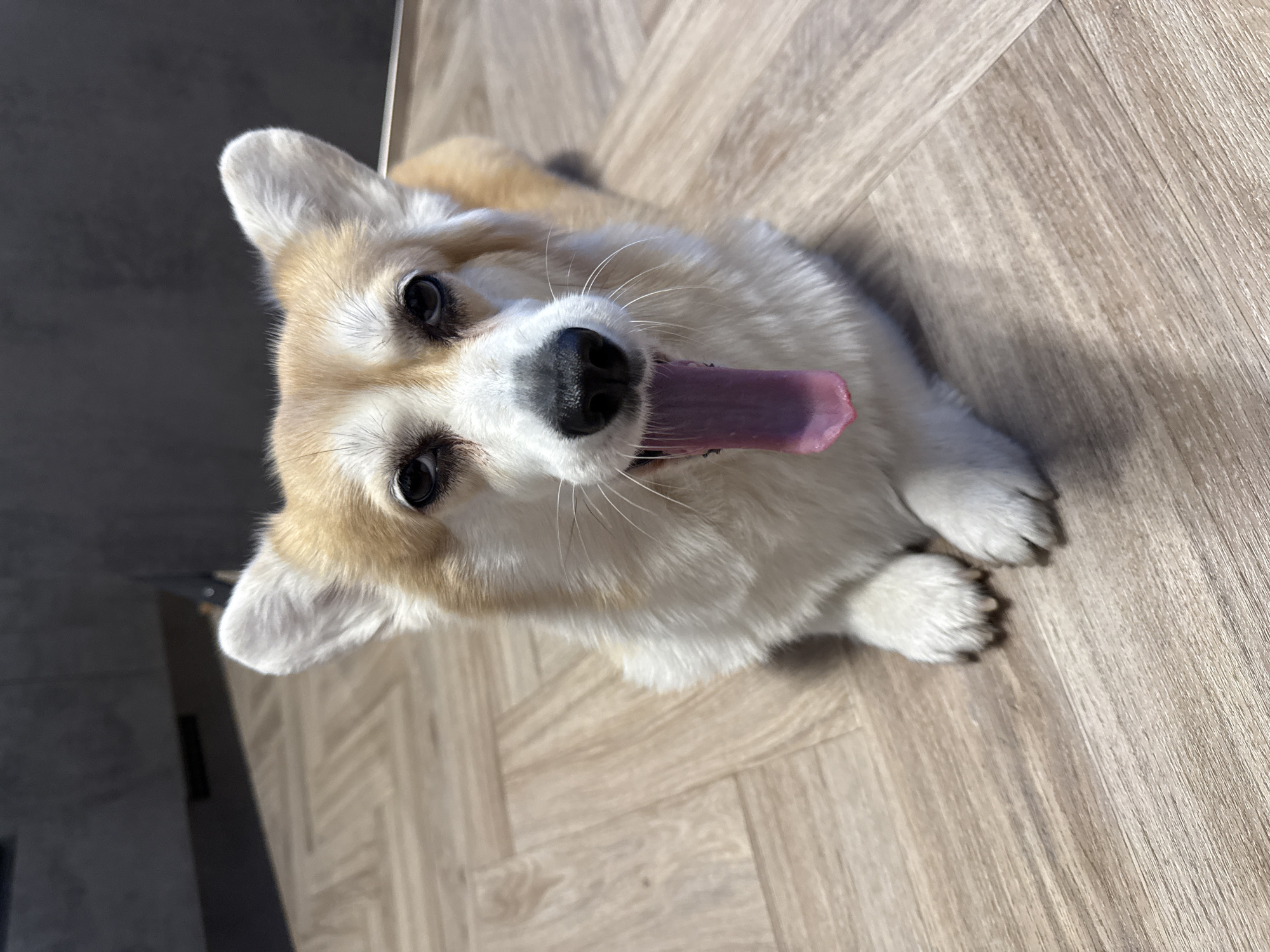 A tri-colored Corgi dog is the central subject of this bright, high-angle indoor photograph. The dog has expressive dark eyes, a black nose, and its tongue is playfully extended from its slightly open mouth, suggesting a cheerful or attentive demeanor. Its fur is a mix of white on its chest and face, with light tan or fawn markings on its head and ears.
The Corgi is situated on a light-toned floor, which appears to be wood laminate or a patterned tile, possibly laid in a herringbone style in some sections. Bright, natural light illuminates the scene, indicating daytime and an indoor setting, possibly near a window. To the left and behind the dog, a darker floor or surface creates a contrasting background. The dog’s front paws are visible and tucked underneath its body. The overall impression is one of a friendly and curious pet. This scene is set in Krasnoyarsk, Russia. No text is visible in the image.