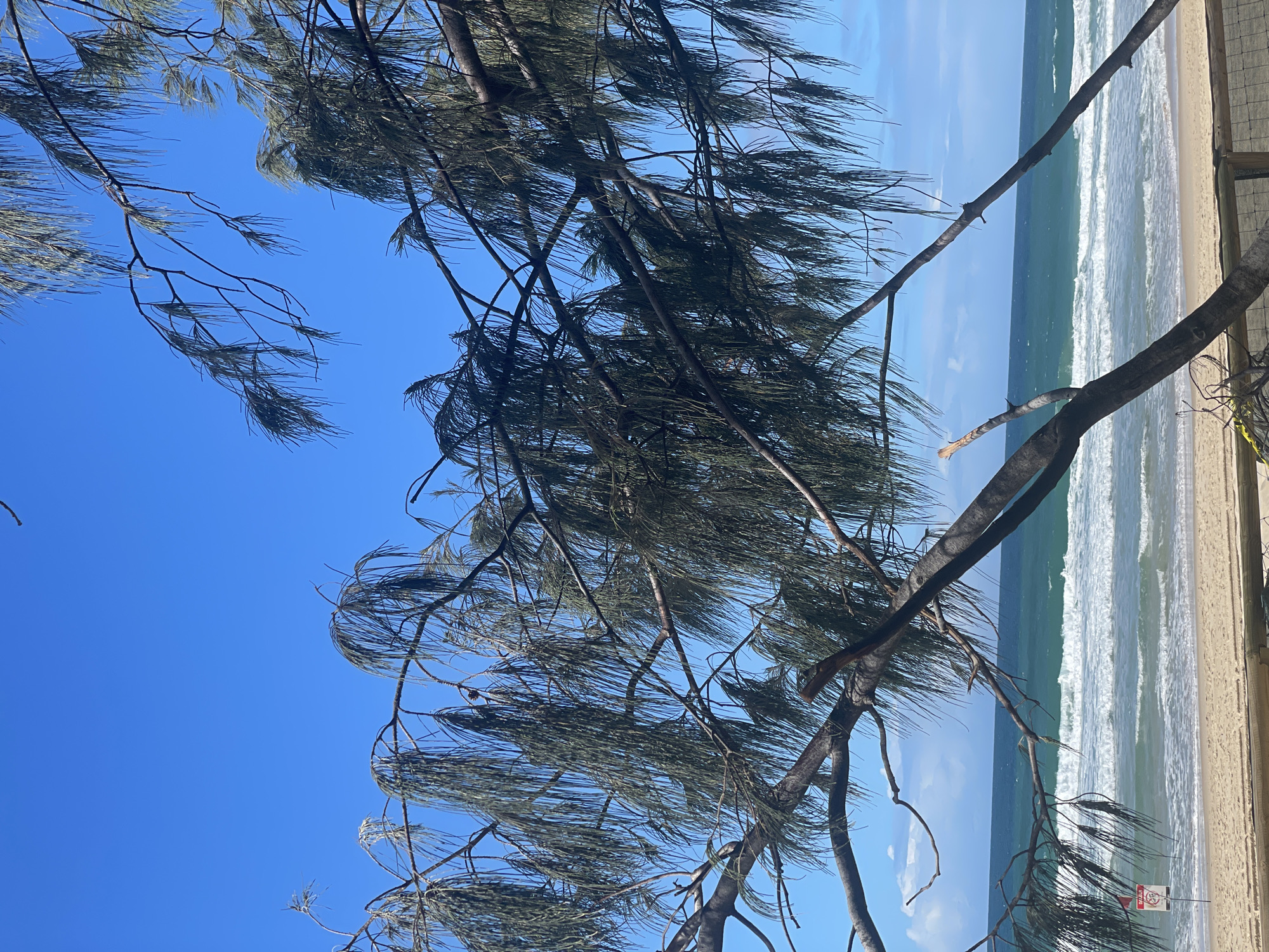 The image depicts a coastal scene on a bright, clear day. In the foreground, the branches and foliage of a tree, likely a Casuarina, dominate the frame, its long, needle-like leaves hanging down. The tree branches stretch diagonally across the image, some appearing weathered. Beyond the tree, a sandy beach is visible, bordered by a wooden fence. The ocean stretches to the horizon, with moderate waves breaking on the shore, creating white foam. The water is a deep blue-green color. The sky is a clear, vibrant blue with a few wispy white clouds. A red and white warning sign is partially visible near the left edge of the image, indicating a hazard or restriction. The location appears to be a beach on the Gold Coast, Australia, given the typical vegetation and coastal environment characteristic of the region. There are no people or animals visible in the scene.