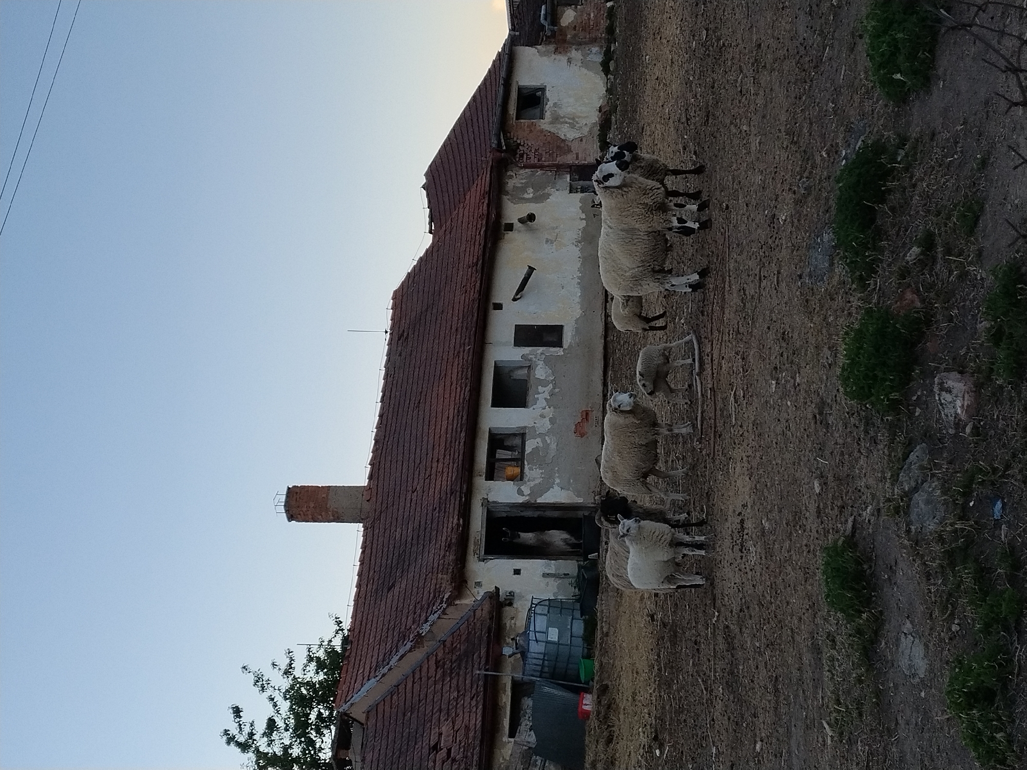 A group of sheep, including lambs, are gathered in a muddy, dry outdoor enclosure in front of a dilapidated, white-washed building with a red tiled roof. The building has several windows and an open doorway where a light-colored animal, possibly a llama or alpaca, is visible standing. The environment appears to be a rural farm or homestead. A brick chimney with a metal cap is visible on the roof of the building, and a tree with green foliage is to the left of the chimney. The sky is clear and blue. The image was taken in Dobev, Czechia.