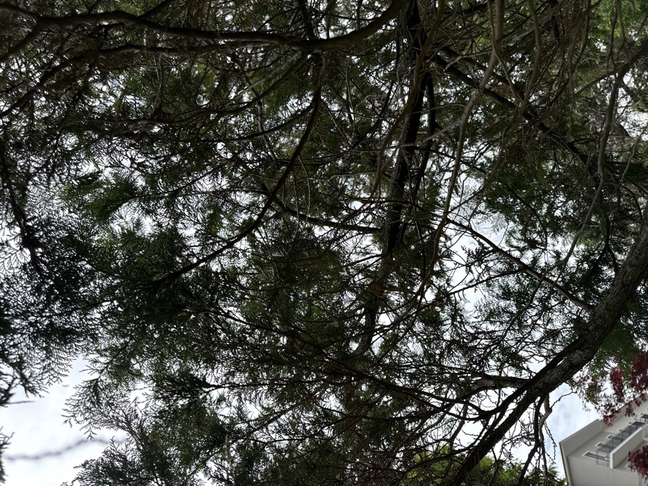 The image shows a dense canopy of a tree with dark green foliage, viewed from below. The branches intertwine and create a complex network overhead, with the sky visible through gaps. The trunk of the tree, thick and brown, is partially visible in the lower right corner. It is located in the town of Feriolo in Italy, which is near the shores of Lake Maggiore and is a popular tourist destination known for its beautiful scenery and lakeside resorts. The coordinates provided pinpoint the location to a wooded area within the town. A small portion of a building is visible in the lower left corner of the image. The roof and a few upper windows are seen, and the walls appear to be a light gray. Part of a tree with reddish-brown foliage is seen in the lower left corner, suggesting the presence of a nearby garden or park. The scene is quiet and serene, with no people or activity visible. The image is likely taken in a public space, possibly a park or wooded area within the town of Feriolo. The branches and foliage of the tree create a sense of enclosure and tranquility.