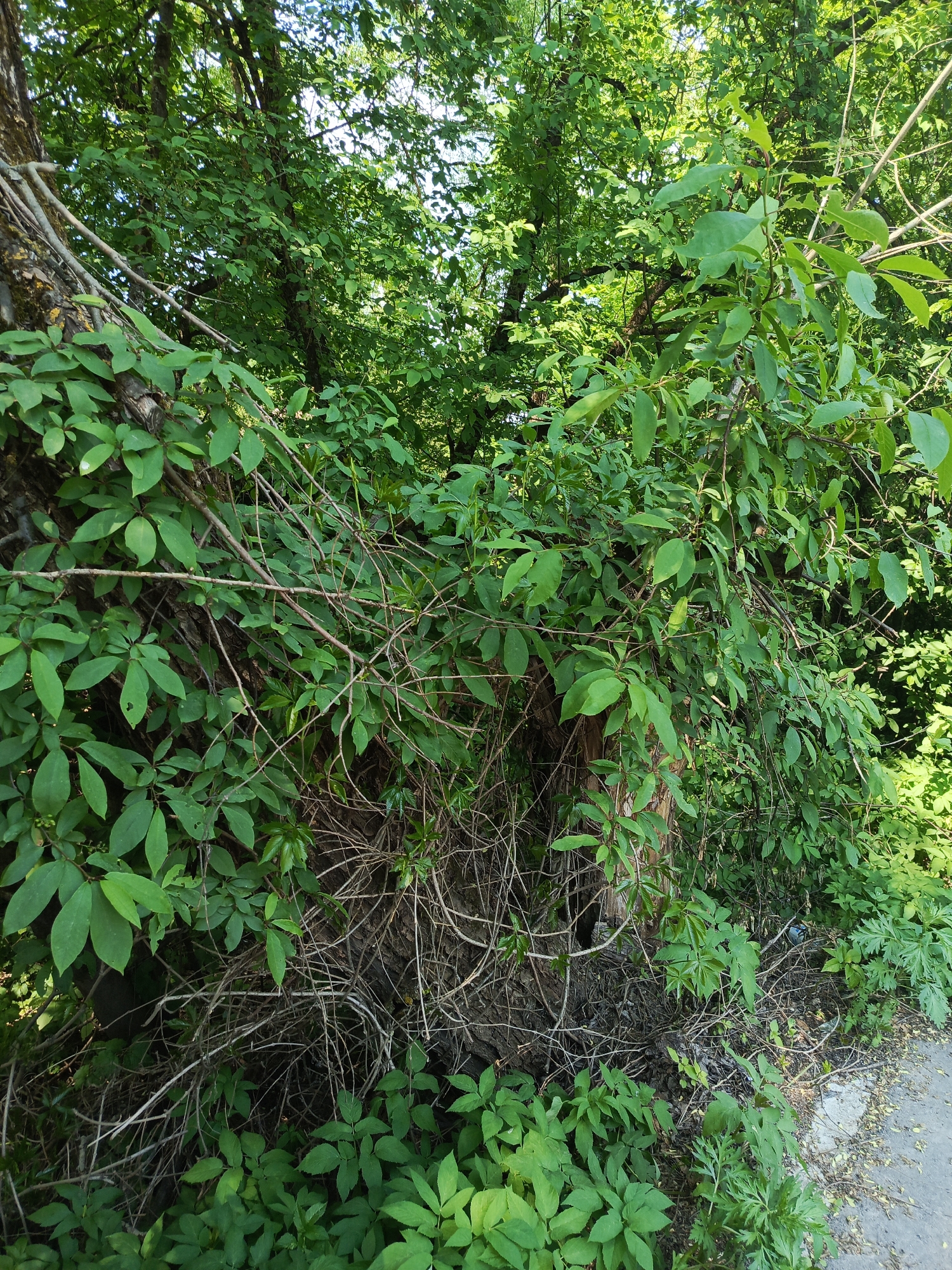 The image depicts a dense thicket of green foliage and bare branches adjacent to a paved area in the city of Северный, Russia. The foreground is dominated by various types of green plants, some with broad leaves and others with more delicate, multi-part leaves. These plants grow densely around the base of a tree, its bark partially obscured by the vegetation. The tree is entwined with multiple thin, bare branches, creating a tangled, interwoven effect. The background is filled with more lush greenery, obscuring any distant views. A section of paved surface is visible on the right side of the image. There is no discernible human presence or signs of activity. The scene appears to be a natural, overgrown area within an urban environment.