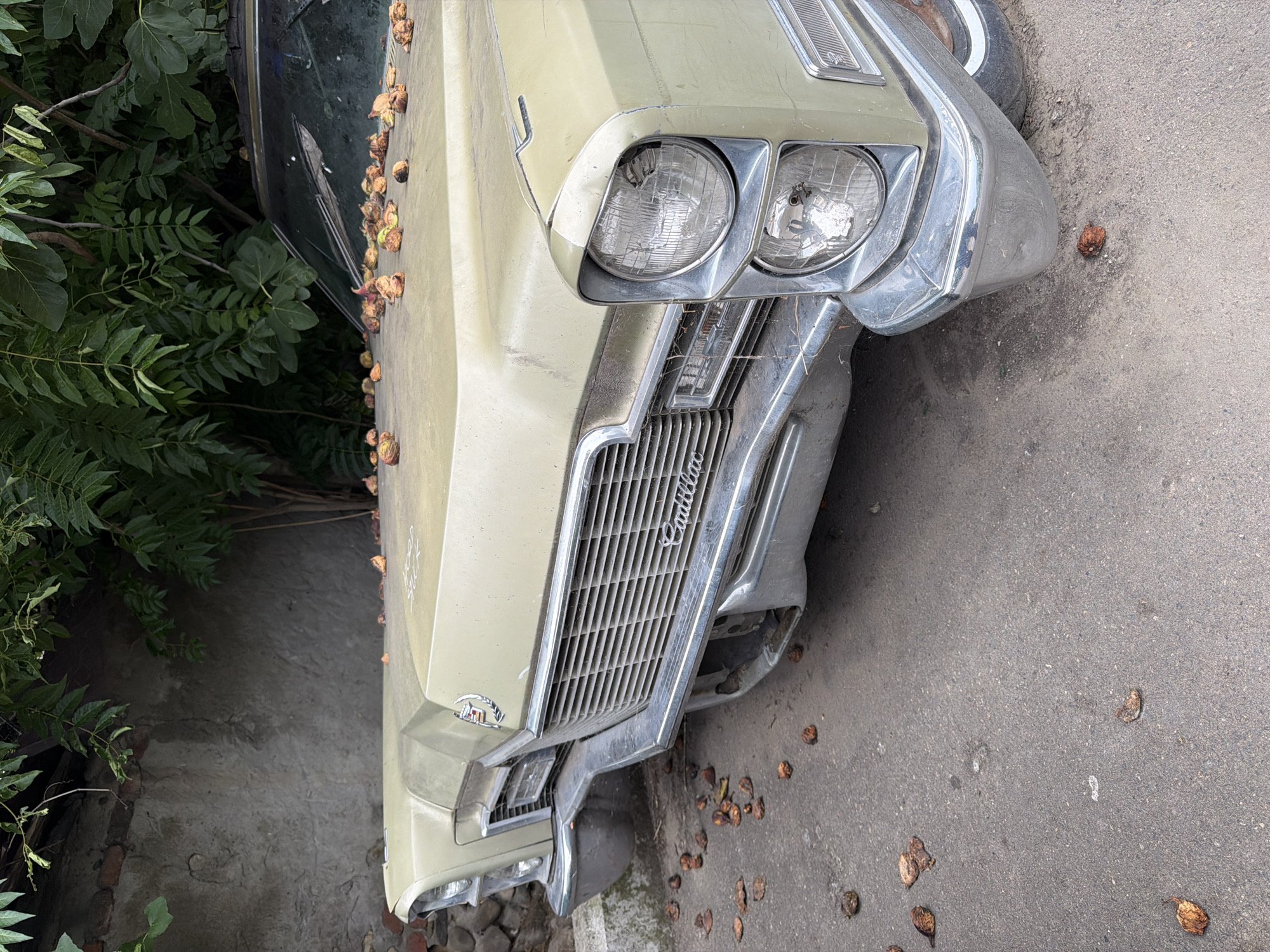An abandoned, pale green Cadillac automobile, likely from the 1970s, is parked on an asphalt surface next to a stone wall, partially obscured by dense green foliage. The car's hood is covered in dried nuts or fruit, which are also scattered on the ground around the vehicle. The front grille, Cadillac emblem, and chrome bumper are visible, as are the dual headlights on the right side of the image. The car appears weathered and neglected. The setting suggests an outdoor, possibly urban, environment in Tbilisi, Georgia, given the presence of the stone wall and vegetation commonly found in the region.