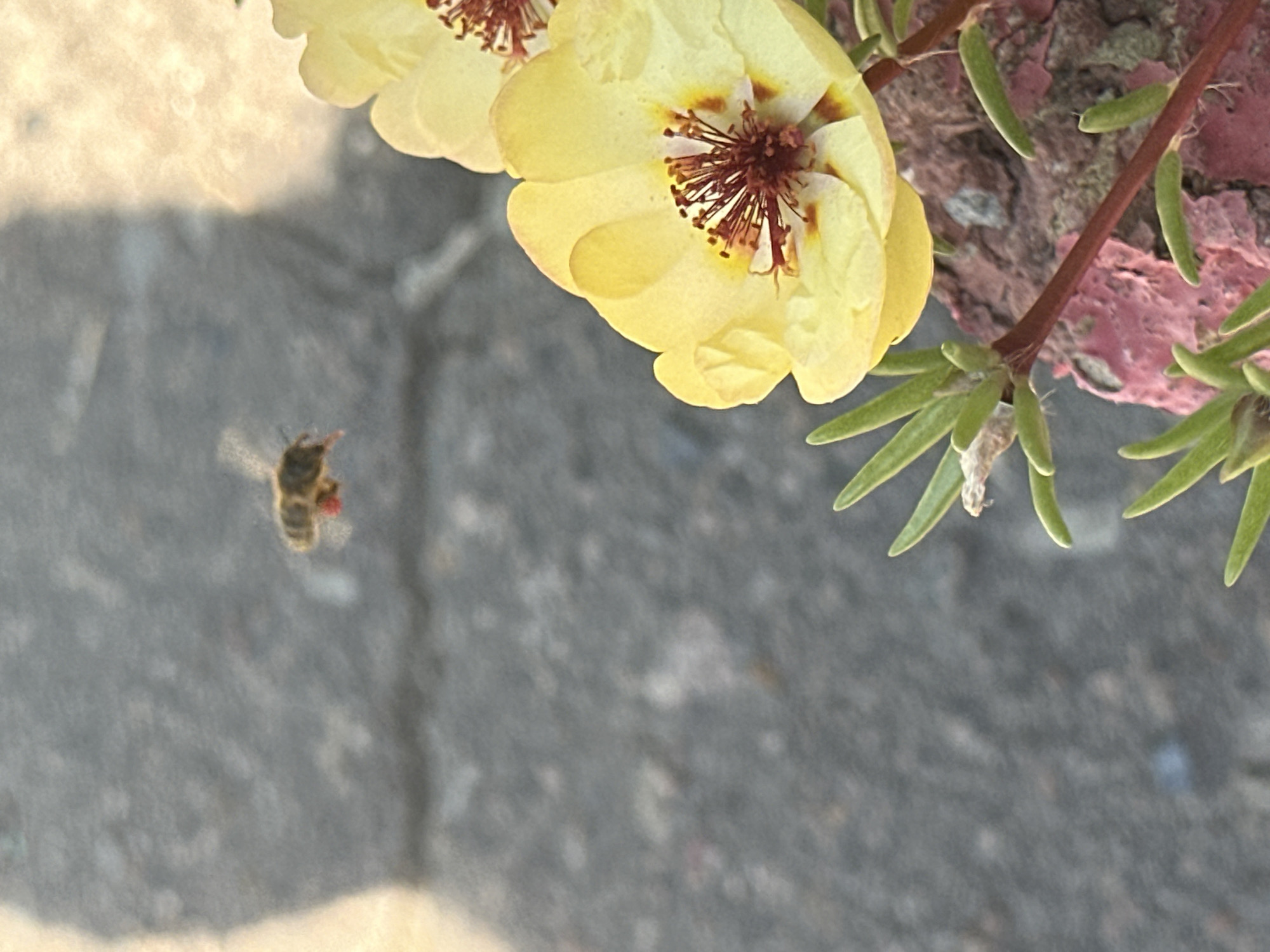 In an outdoor setting, possibly within the city of Lobacheve, Ukraine, a bee is captured in mid-flight, its wings blurred with motion. The bee appears to be carrying a red object, likely pollen, on its hind leg. The background consists of a textured, grey surface, perhaps asphalt or concrete, with a soft, dappled light suggesting it is daytime. In the foreground, a vibrant yellow flower with reddish-brown stamen is in focus, its petals unfurling. The flower is part of a plant with thin, reddish stems and small, green, pointed leaves. The overall scene depicts a natural interaction between wildlife and flora in an urban or semi-urban environment.
