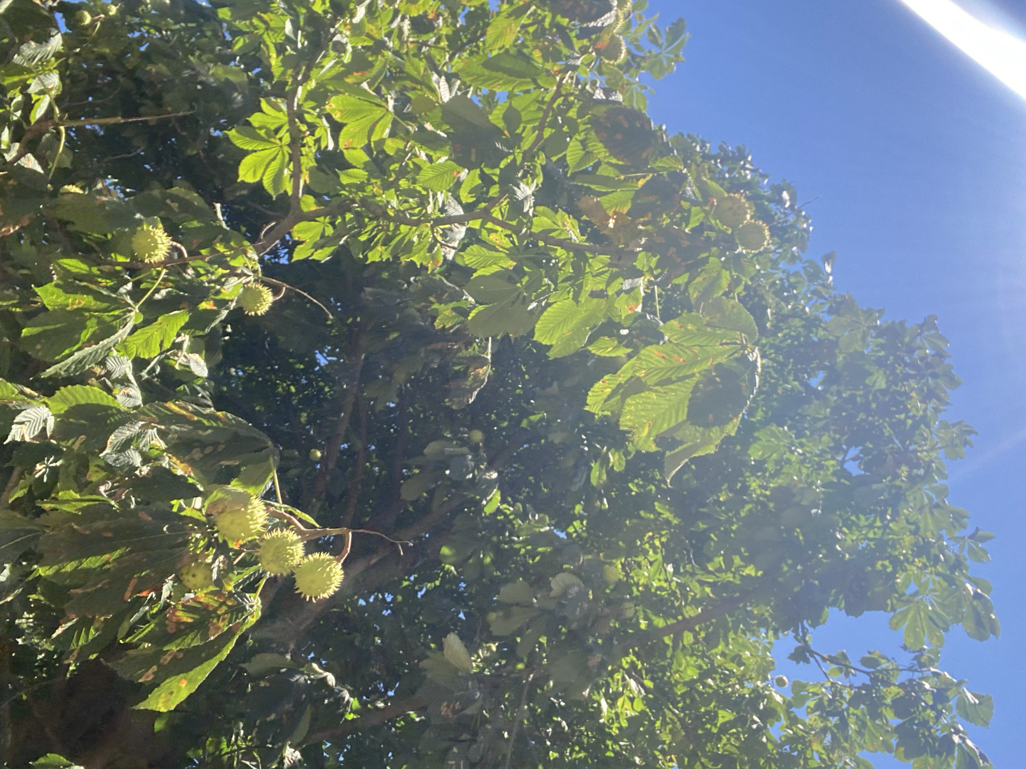 The image captures a low-angle view looking up through the branches and green leaves of a tree, likely a horse chestnut, against a bright, clear blue sky. Several spiky, green conkers are visible, hanging from the branches. Sunlight filters through the foliage, creating a bright, hazy effect and lens flare in the lower right quadrant of the image. The perspective suggests the photo was taken from ground level, looking directly upwards. The setting is an outdoor environment with no urban structures or people clearly visible. The image is oriented with the sky at the bottom and the tree canopy at the top, implying it may have been taken with the camera upside down or with a rotated perspective. There is no information to specifically place this image in the city of Chornomorsk, Ukraine.