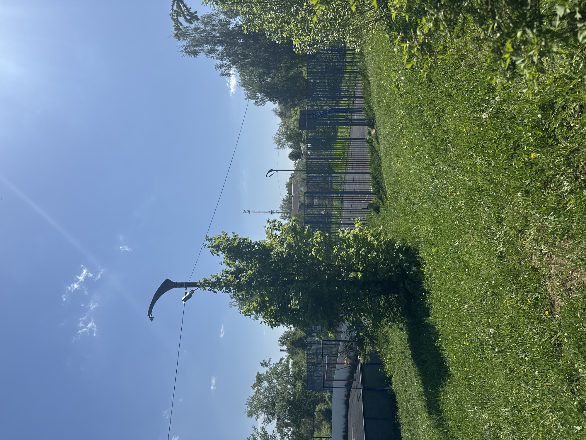 The image depicts an outdoor scene in Shevlyakovo, Russia. A grassy area, densely covered with dandelions and other small plants, extends across the right side of the frame. A metal fence runs along the edge of the grassy area, bordering a paved court. A basketball hoop and backboard are visible behind the fence, suggesting a sports area. A lamppost with a curved arm holding a light fixture stands in the left-center of the frame, partially obscured by a tree. A power line stretches across the sky, connecting to the lamppost. The sky is blue with scattered white clouds. Trees are visible in the background, partially obscuring some buildings. The image appears to have been taken on a sunny day.