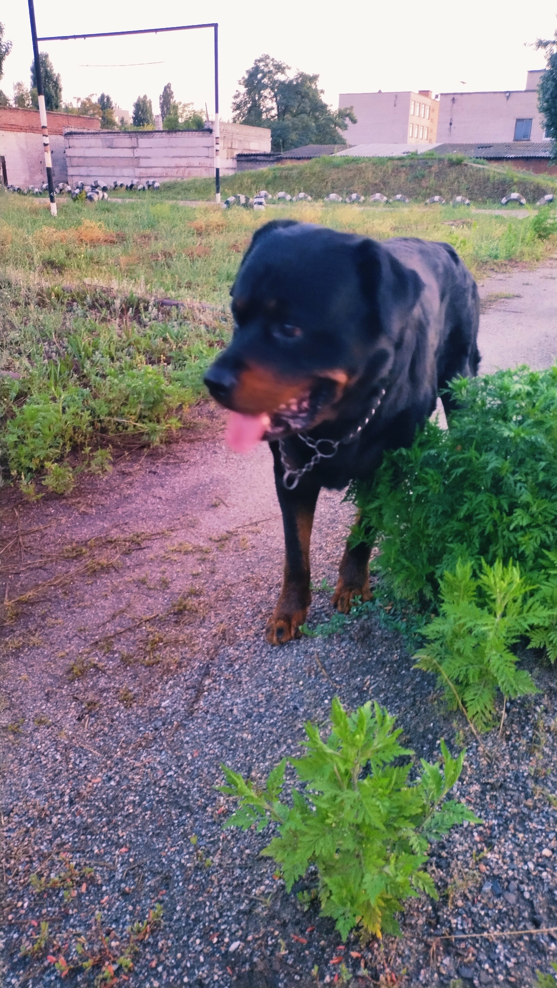 A Rottweiler dog stands on a gravel path next to a thick patch of green bushes. The dog is black with brown markings on its face and legs, and it wears a silver chain collar. Its tongue is partially out, suggesting it may be panting. In the background, there is a grassy area with several white, arced objects arranged in a line. Beyond the grass, there are several industrial-looking buildings and a tall, metal structure with horizontal bars. The sky is overcast, and the lighting suggests it is either early morning or late evening. The image appears to have been taken in the city of Horishni Plavni, Ukraine, possibly near an industrial or recreational area.