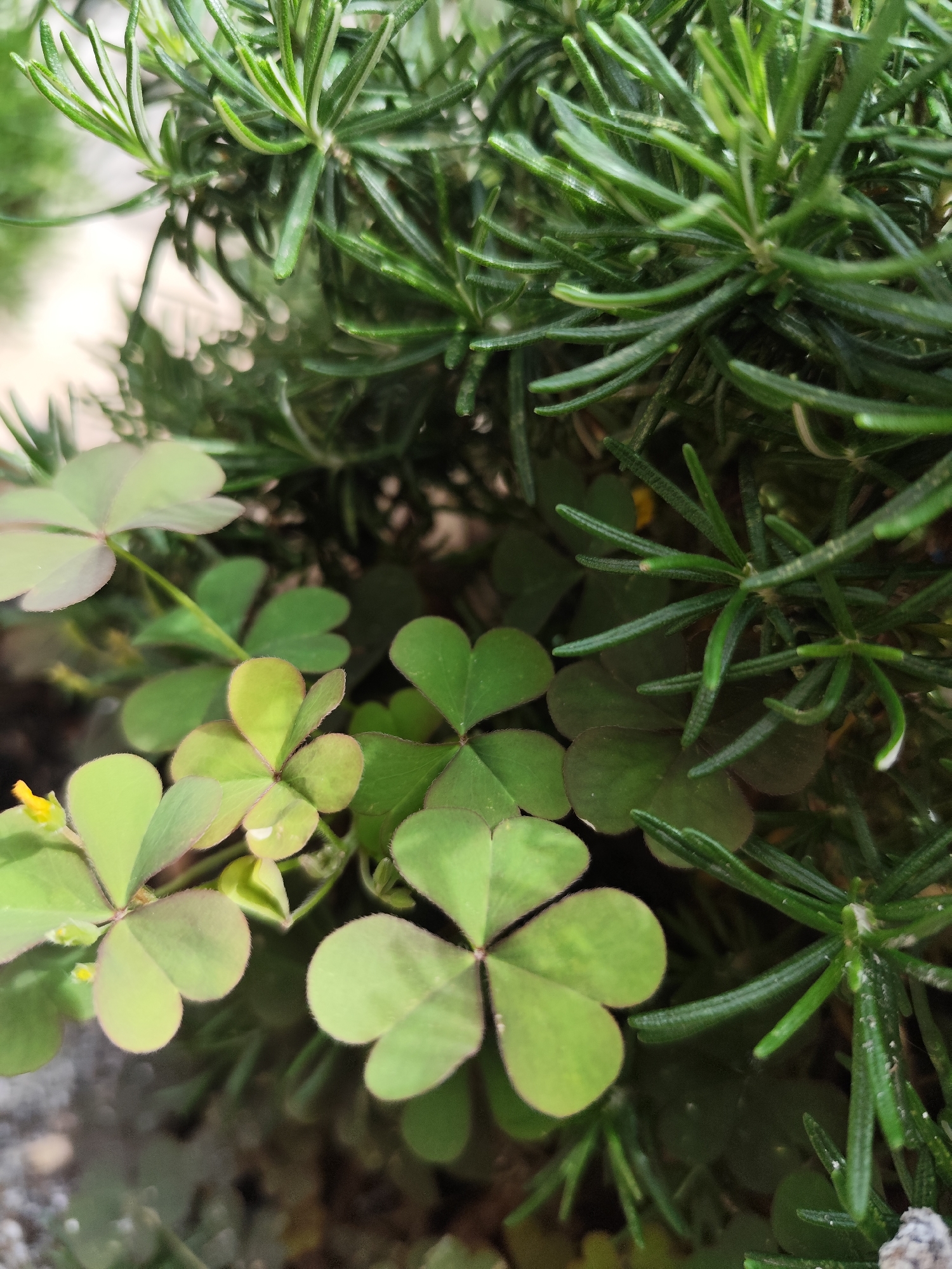 The image shows a close-up view of a plant grouping. Green clover leaves with three or four lobes are prominent in the foreground. Behind and around the clover, dense sprigs of rosemary are visible. The location, Boreti, Montenegro, is not discernible from the visual elements.