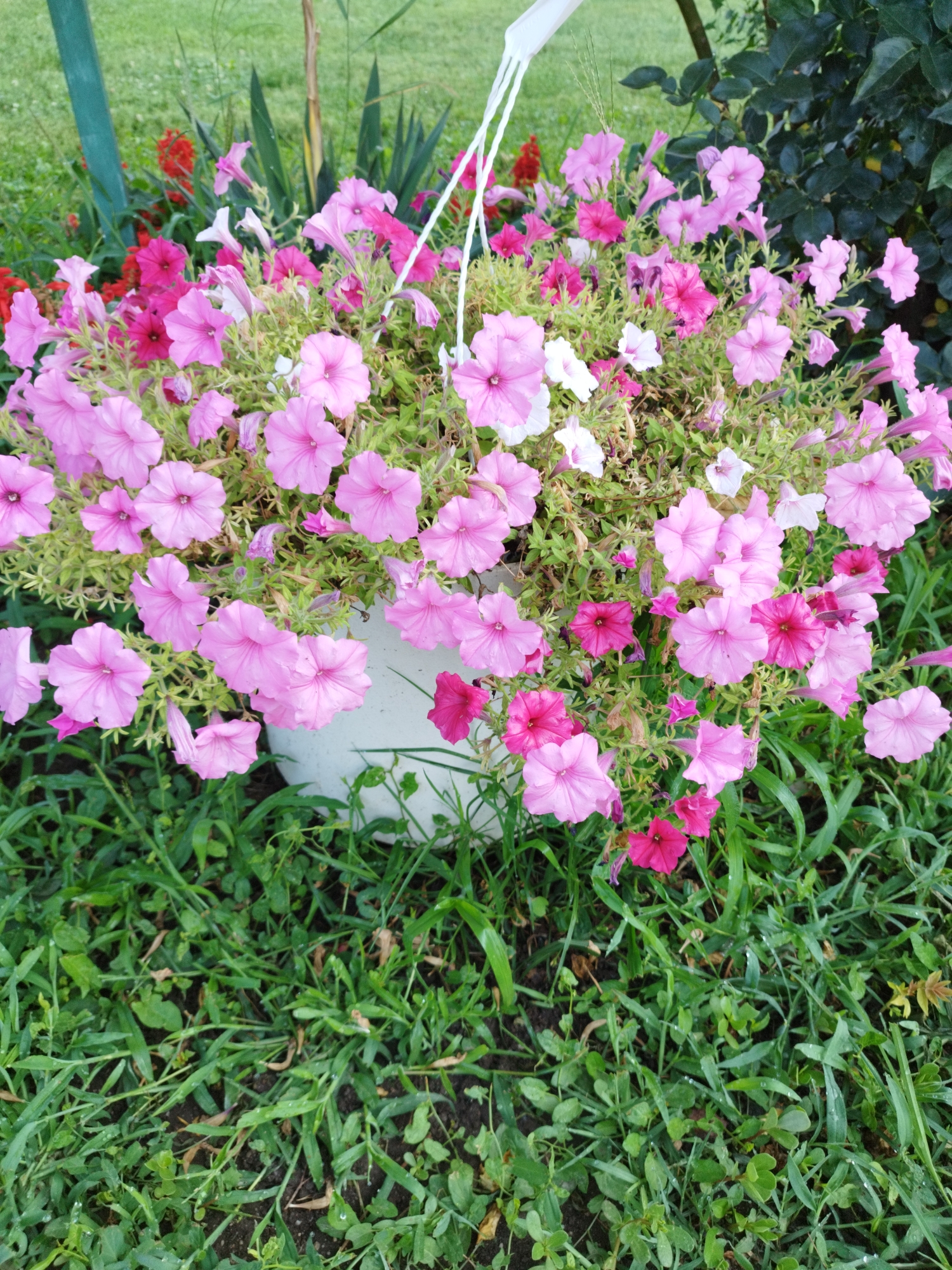 A hanging basket overflowing with pink and white petunias is suspended in a garden setting. The basket is white and made of plastic. The petunias are in various shades of pink, from light to deep magenta, with some white blooms interspersed. The surrounding environment consists of lush green grass, with hints of other plants and foliage in the background. A dark green shrub with large leaves is visible to the right, and a thin green pole stands to the left. The scene appears to be outdoors, possibly a residential garden or park. The presence of dew drops on the grass suggests it may be morning or after a rain. The image does not contain any people or specific landmarks that would identify its location within Bucharest, Romania.