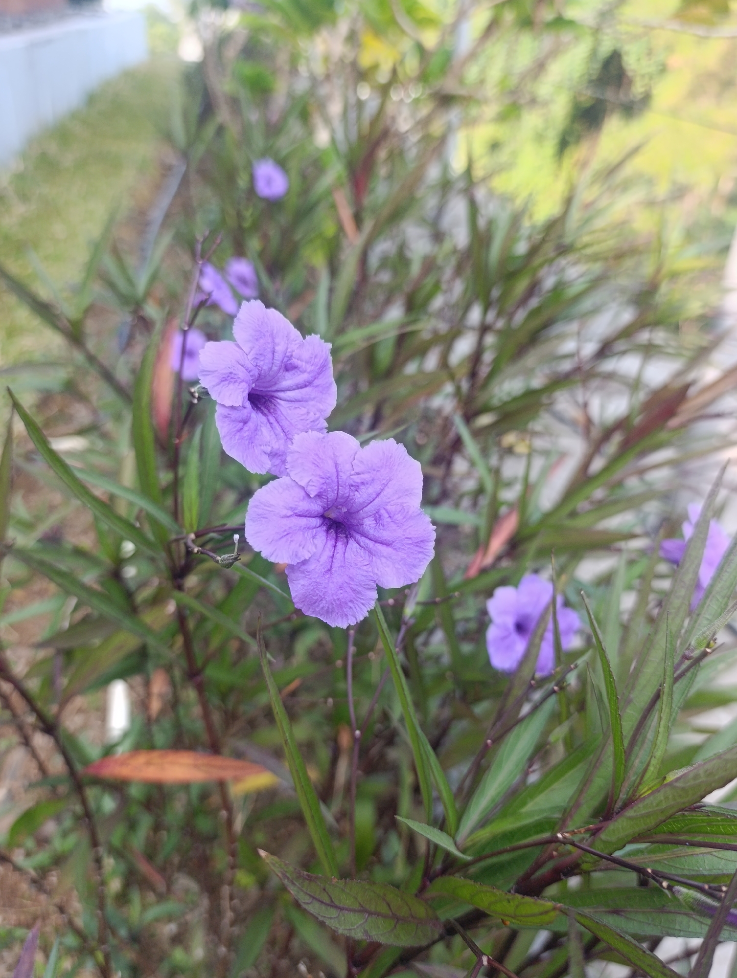 Two purple flowers of the Ruellia simplex species are in focus in the foreground of the image. The flowers have five petals each and are a vibrant shade of purple. They are surrounded by green leaves, some of which have purple veins. The background is blurred and shows more greenery and some light-colored structures, possibly a wall or fence. The overall setting appears to be a garden or park. Based on the prompt, this scene is located in Cihanjuang, Indonesia.