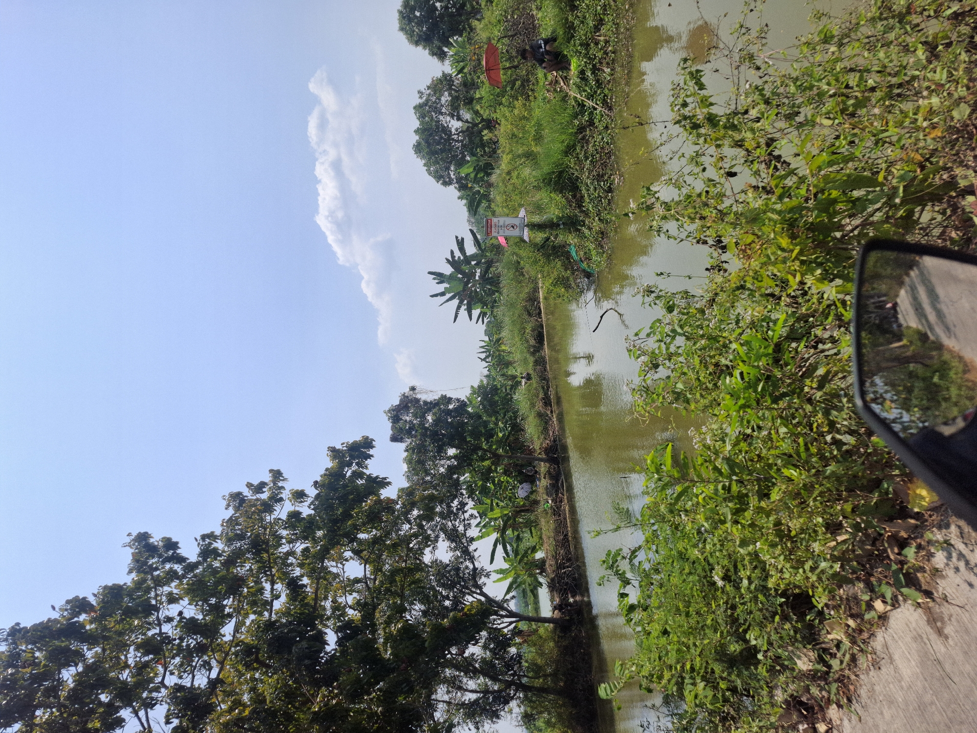 The image depicts a sunny day in Brangsi, Indonesia, with a calm body of water, likely a pond or slow-moving river, dominating the center. Lush green vegetation lines the banks, including trees with dense foliage and banana plants with their characteristic broad leaves. The water is murky green and reflects the surrounding greenery and the bright blue sky, which is partially dotted with white, fluffy clouds.

On the far bank, a man is seated and appears to be fishing, holding a fishing rod. He is positioned under a red umbrella for shade. Nearby, a sign with Indonesian text is mounted on a pole. Another red umbrella is visible further to the left, partially obscured by foliage. The foreground is filled with dense, vibrant green bushes and smaller plants. A concrete path is visible on the left side, and the reflection in a motorcycle's side mirror shows the path continuing into the distance, with hints of other vehicles and vegetation. The overall scene suggests a rural or semi-rural environment, typical of the Indonesian landscape, with people engaging in leisurely activities by the water.