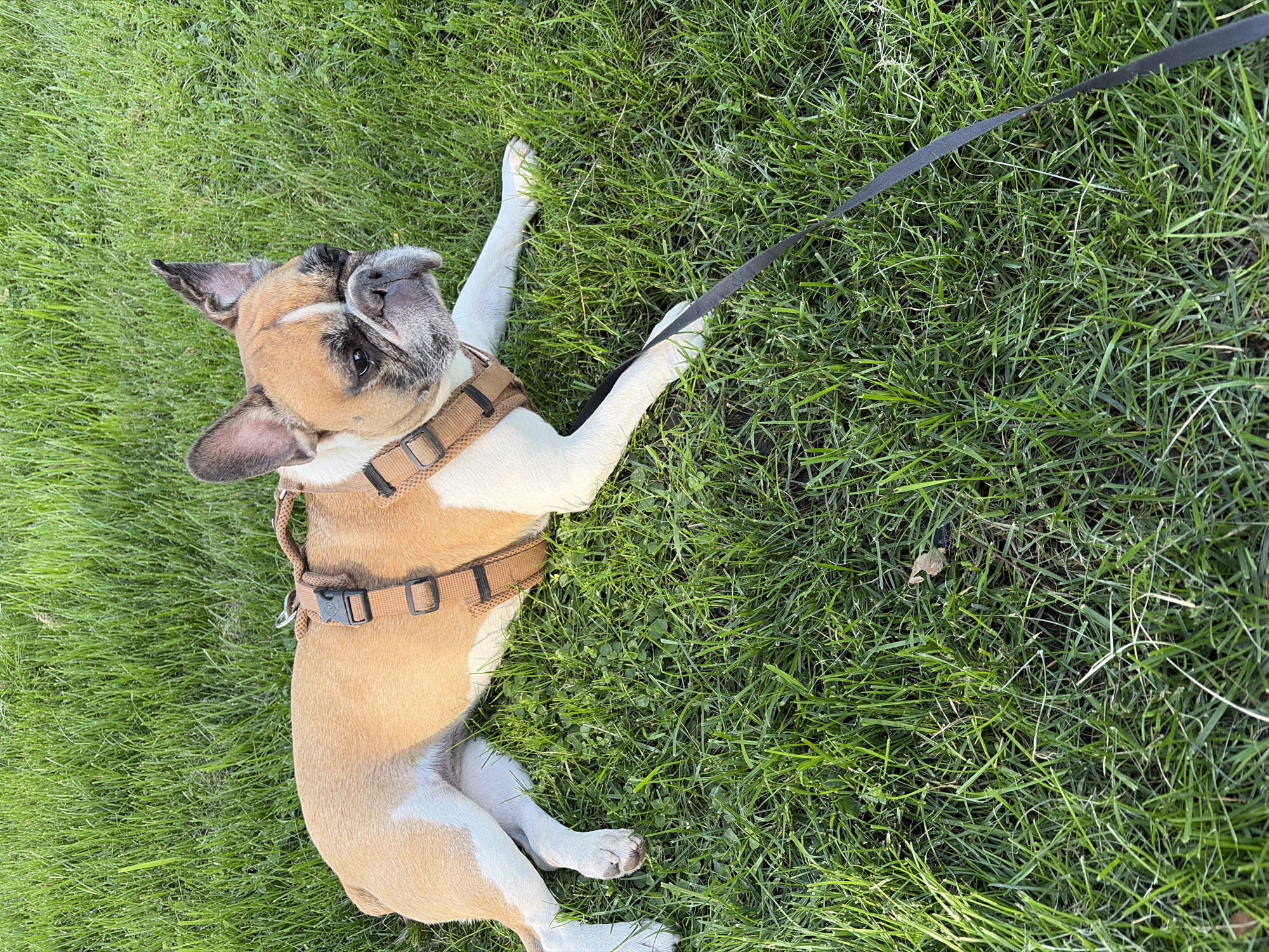 A tan and white French bulldog is lying on its side in lush green grass, facing to the right of the frame. The dog is wearing a brown harness and a dark leash extends from the harness towards the bottom right of the image. The dog's head is tilted slightly, and it appears to be looking off into the distance with a somewhat serious expression. The grass is well-maintained and appears to be a lawn in a park or yard. The lighting suggests it is daytime, possibly late afternoon given the shadows. The scene is calm and peaceful. This image was taken in Almaty, Kazakhstan.