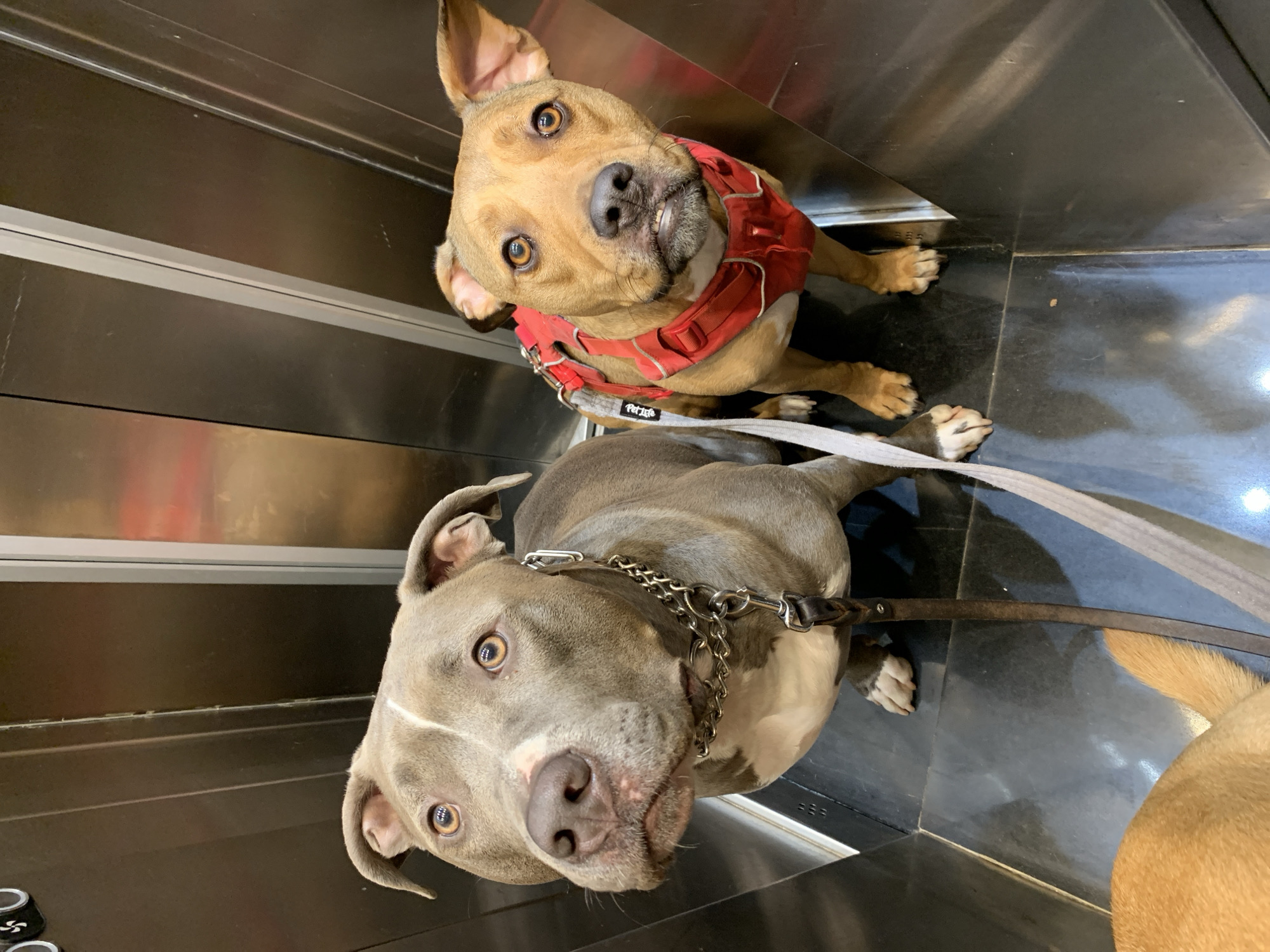 The image shows two dogs inside an elevator. The dog in the foreground is gray with white markings and wears a silver chain collar and a brown leather leash. The dog behind it is tan and wears a red harness. The elevator's interior is a combination of dark gray and reflective surfaces. The floor is dark with light reflections. The location appears to be Tel-Aviv, Israel.