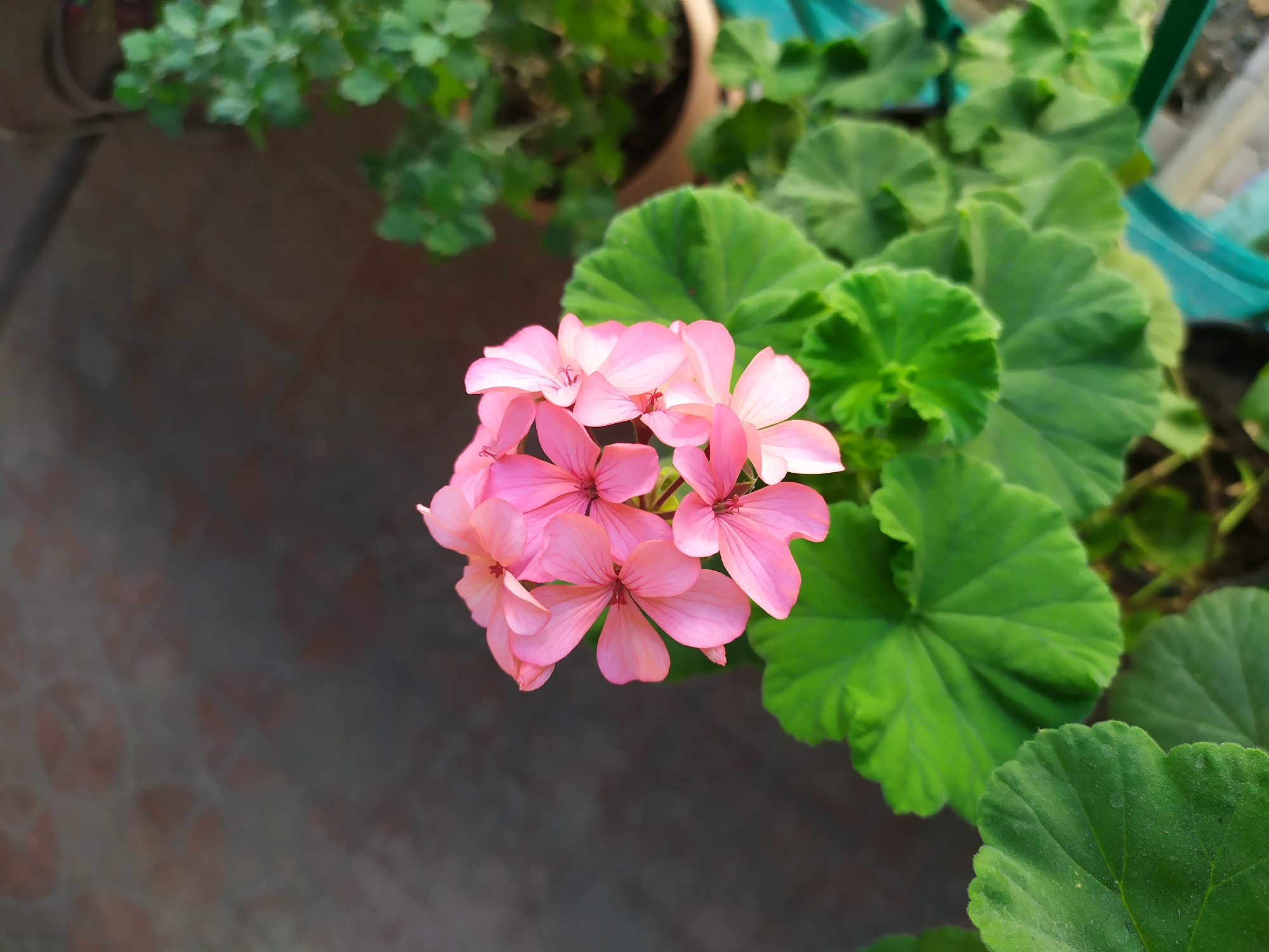 A close-up, high-angle shot captures a cluster of vibrant pink geranium flowers in full bloom. The flowers are arranged in a rounded cluster at the top center of the frame, their delicate petals fanning out. Surrounding the blooms are large, textured green leaves, some of which are partially visible at the bottom and sides of the image. In the background, out of focus, is a textured, reddish-brown surface with circular patterns, possibly a wall or paving. To the right of the pink flowers, a blurred green plant in a pot is visible. The lighting suggests an outdoor setting, potentially a balcony or garden, with sunlight casting subtle shadows. There are no people or animals in the image, and the focus is entirely on the floral subject. The image does not contain any visual cues to suggest a specific location within the city of Bilajari, Azerbaijan.