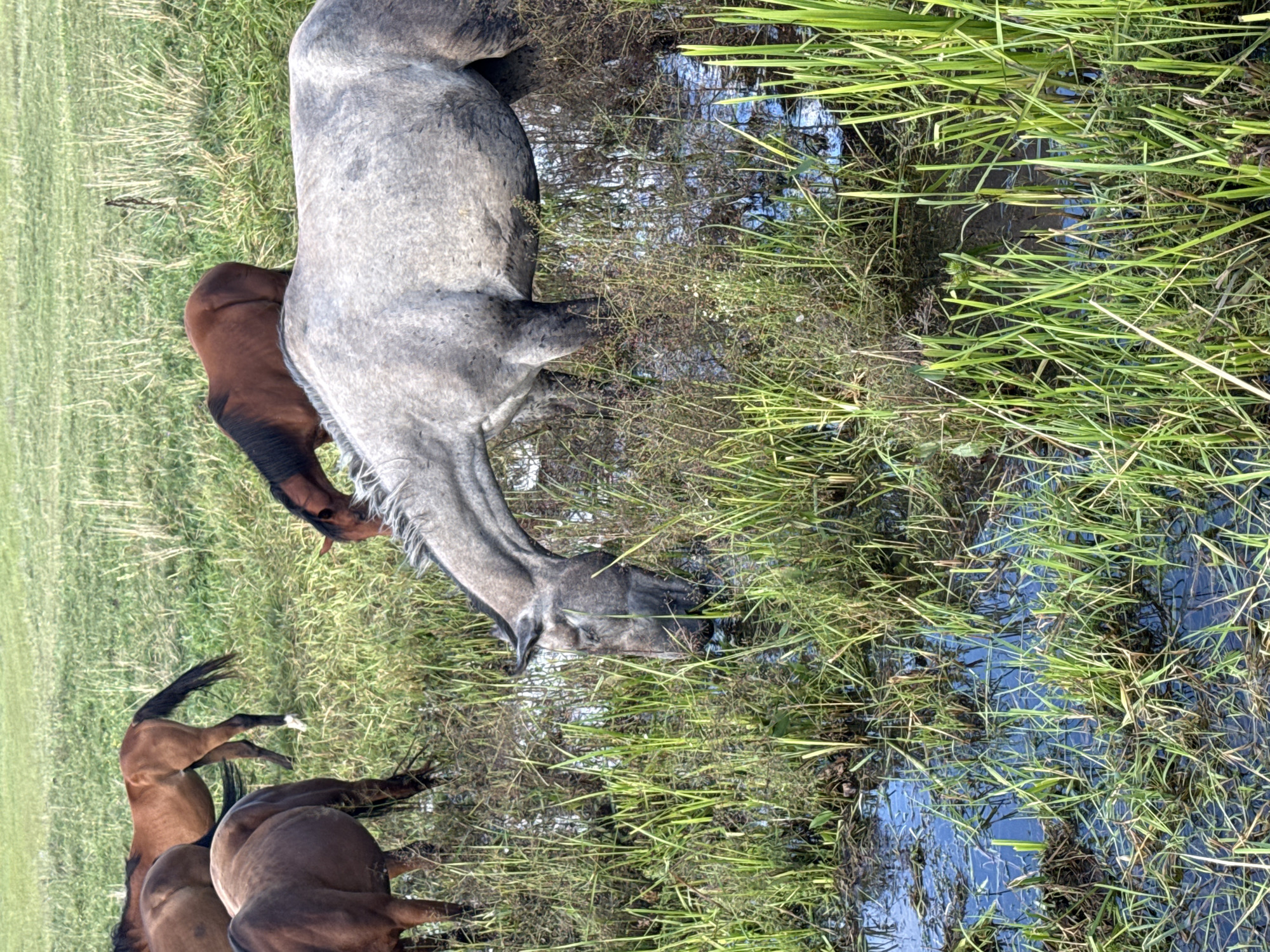 In a grassy field, a herd of horses grazes and drinks from a shallow body of water. A grey horse in the foreground is drinking from the water, its head lowered. To the left, a brown horse stands with its head down, also appearing to be grazing. In the background, a reddish-brown horse is visible, its head also lowered. The horses are in a natural environment, surrounded by green grass and reeds. The overall scene depicts a peaceful moment in nature.