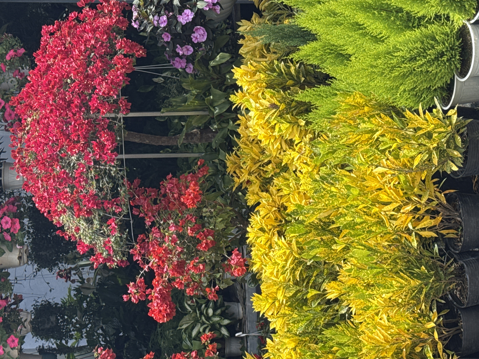 This image, likely taken in Da Lat, Vietnam, depicts a vibrant outdoor plant nursery or flower market. The foreground is dominated by rows of potted plants with striking yellow and green foliage. Behind these, a large bougainvillea bush with abundant bright red flowers is a prominent feature, supported by a metal frame. To the right of the red bougainvillea, a cluster of purple flowers is visible. Further back, a variety of other plants and flowers in shades of green and pink can be seen, along with some hanging planters. The scene is bathed in natural sunlight, suggesting an outdoor setting. No people are visible in the image.