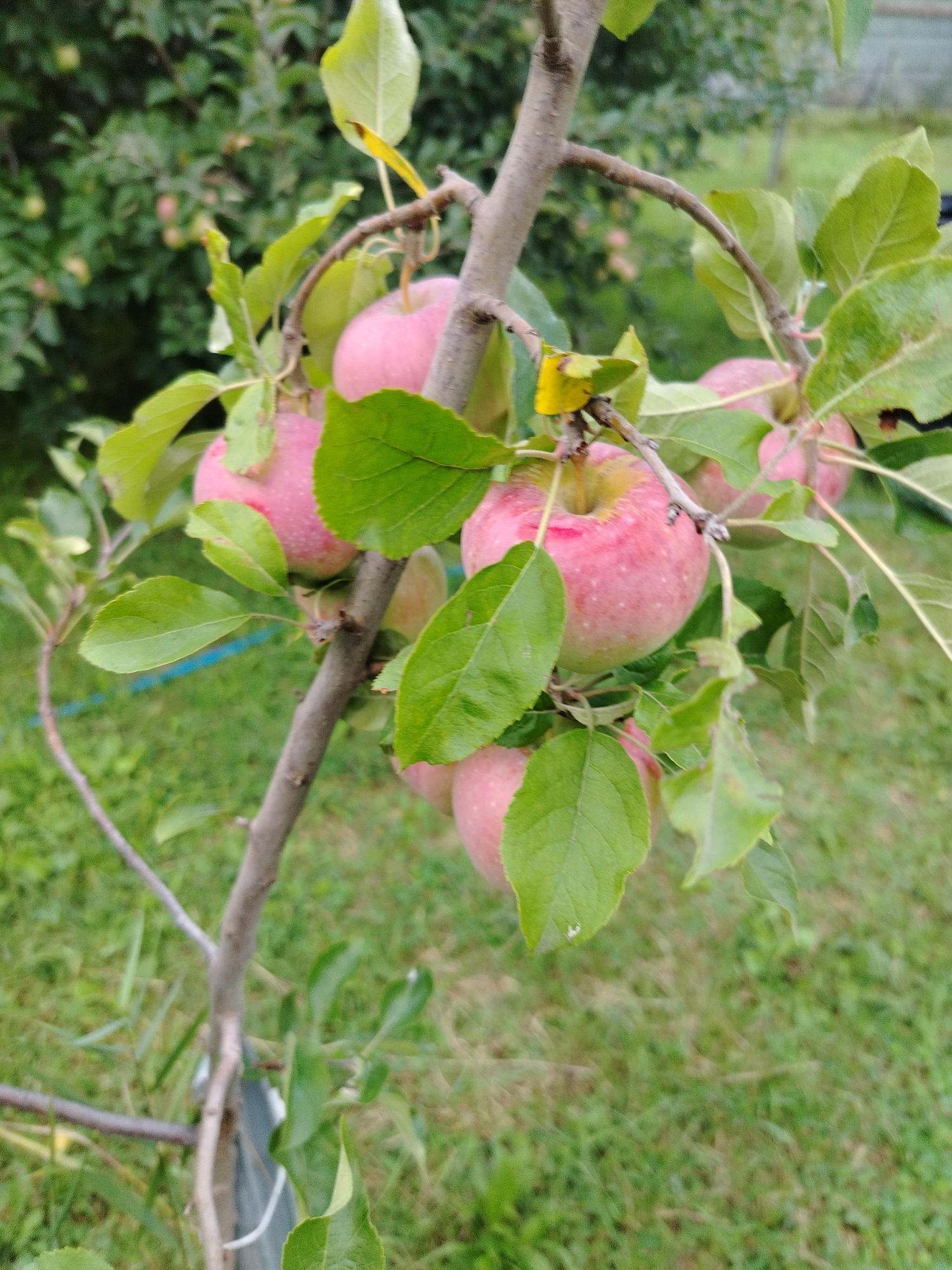 A close-up shot captures a young apple tree branch with several developing apples and green leaves. The apples are a light pinkish-red, some with yellow undertones, and appear to be of a small to medium size. They are clustered on the branch, with some partially obscured by the leaves. The leaves are a vibrant green, some showing slight wilting or yellowing at the edges. The branch itself is thin and brown, with a few small twigs and some rough bark texture. In the background, the scene transitions to a blur of green foliage from other trees or bushes, and a patch of green grass. A thin blue line, possibly a hose or string, is visible in the lower left quadrant. The overall impression is of a natural, outdoor setting, likely a garden or orchard, in a rural or semi-rural location. This scene is consistent with the natural environment found in Атажукино, Russia, a village located within the Baksan District of Kabardino-Balkaria.