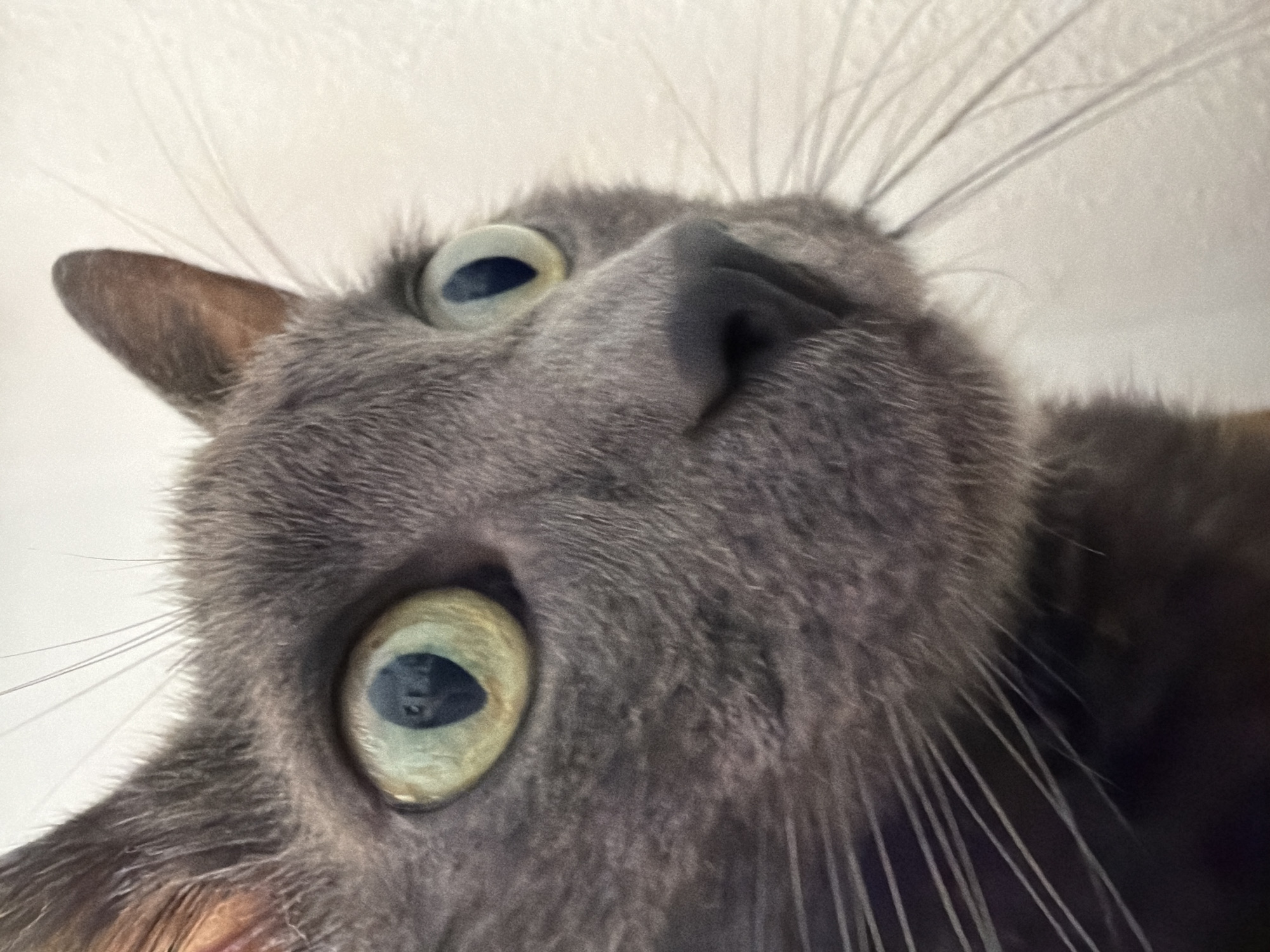 The image is a close-up, low-angle shot of a grey cat's face, focusing on its eyes and nose. The cat's fur is short and dense, and its eyes are large and round with a yellowish-green iris and dark pupils. Its ears are pointed and stand erect. The background is a plain, off-white wall, out of focus. There are no discernible landmarks or clues to indicate a specific location in Torrevieja, Spain. The image appears to be a portrait of the cat.