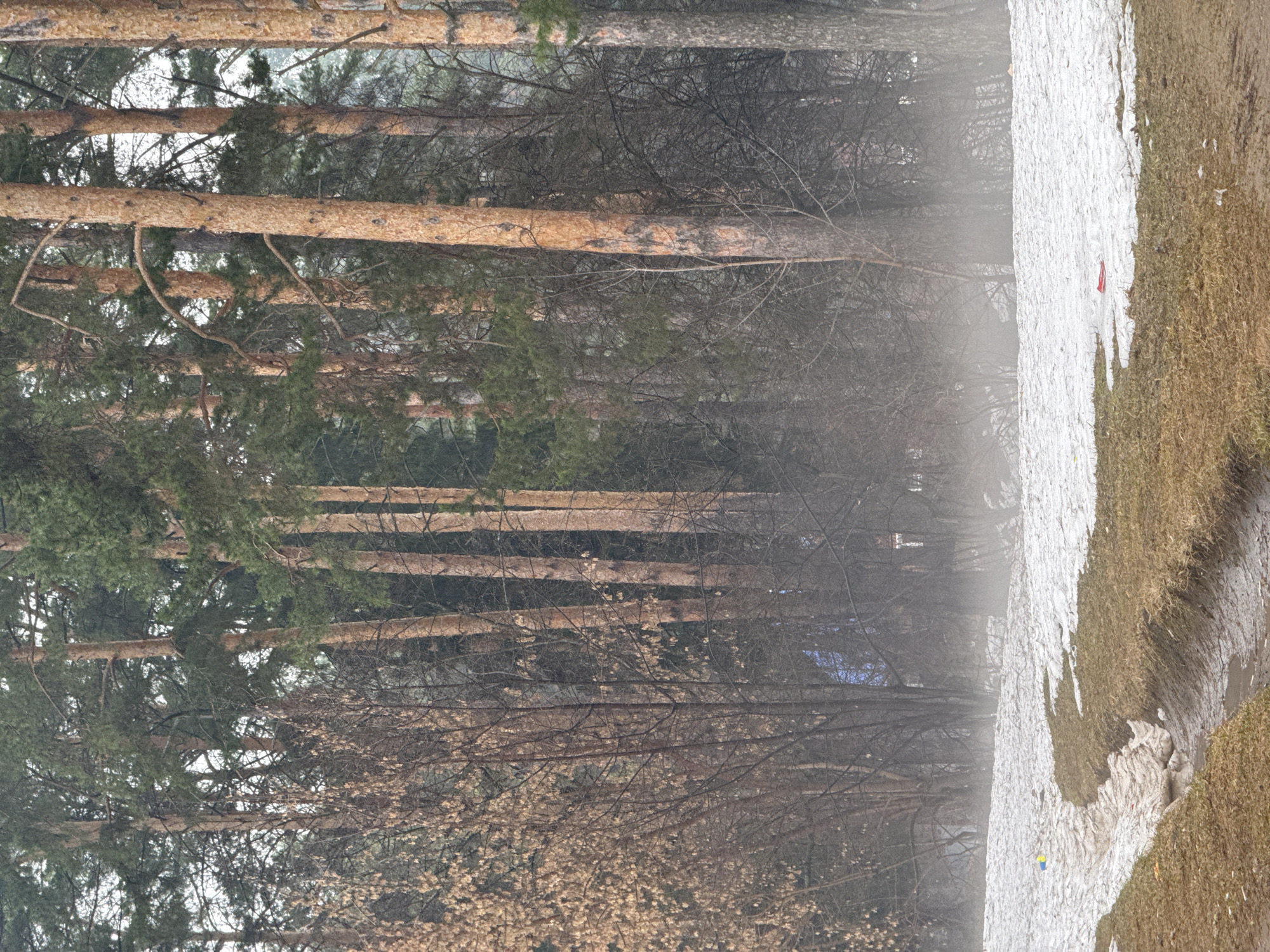 The image depicts a landscape scene near the city of Chaikovsky, Russia. On the left side of the frame are tall pine trees with brown trunks and green foliage. Some deciduous trees with bare branches are also visible. The right side of the image shows a patch of melting snow along a grassy area. The ground is muddy and damp. The presence of snow suggests a late winter or early spring setting. Mist or fog obscures details in the background.