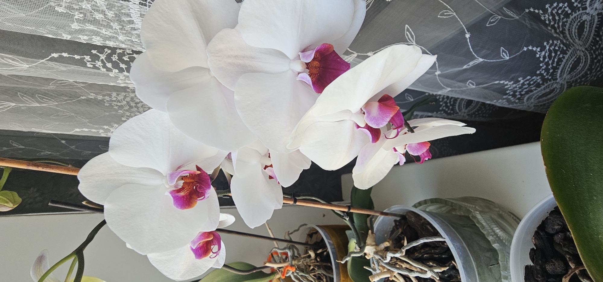 The image displays a cluster of white orchids with vibrant fuchsia centers. The flowers are in various stages of bloom, with some fully open and others still developing. They are supported by thin wooden stakes and their stems are visible, along with some of their aerial roots. The orchids are potted in transparent plastic containers filled with bark, characteristic of orchid growing medium.
In the background, a delicate white lace curtain with floral patterns is visible, suggesting an indoor setting, likely near a window where the orchids are receiving light. The lighting suggests it could be daytime. The overall mood is serene and natural, highlighting the beauty of the flowers.
The image appears to be taken indoors, possibly in a home or a greenhouse, given the presence of potted plants and the decorative curtain. No people are visible in the frame. There is no visible text in the image. The location context provided is Vinnytsia, Ukraine.