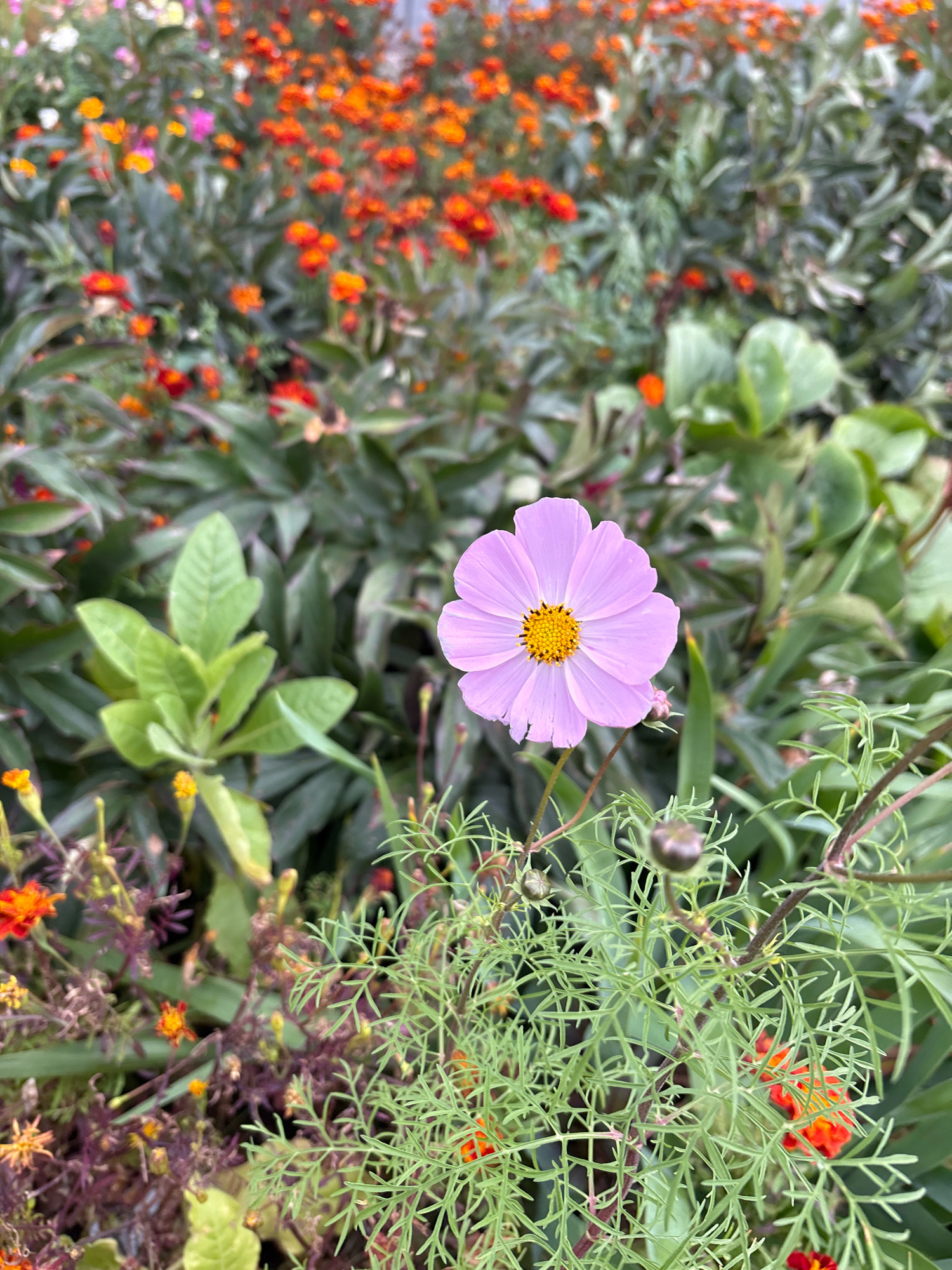 A single, pale purple cosmos flower with a yellow center is in the foreground of this image, slightly right of center. The flower's petals are delicate and slightly rounded. Behind it, a dense bed of various flowers and foliage creates a bokeh effect. The background is filled with numerous small, vibrant orange and some pink flowers, interspersed with green leaves and stems. The overall impression is of a lush, blooming garden. The specific location in Zapadny, Russia, is not discernible from the image itself.