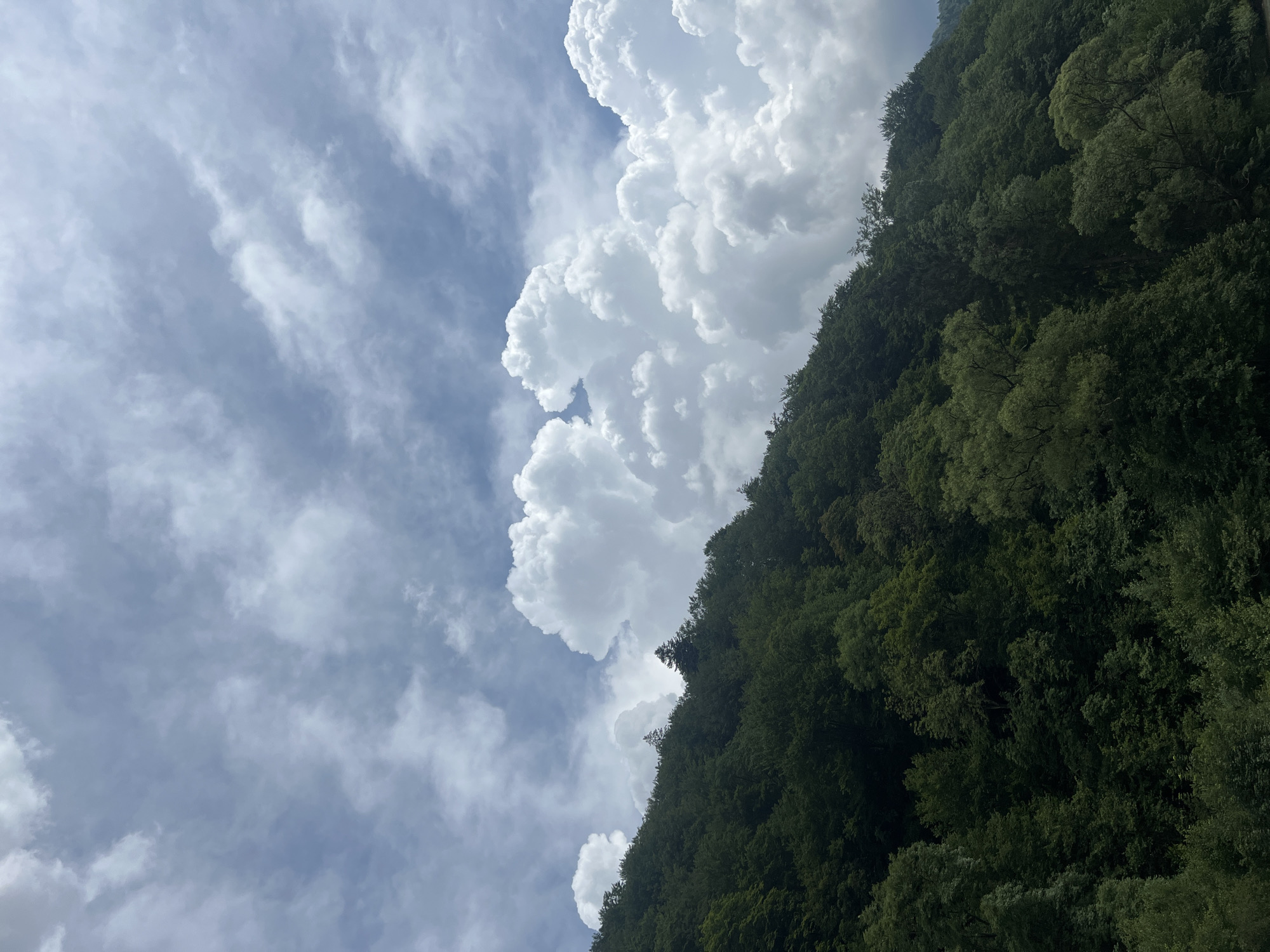 The image shows a densely forested hillside under a sky filled with dramatic, puffy white clouds against a blue sky. The trees are a deep green, suggesting a lush and mature forest. The hillside slopes upward from the bottom left of the frame towards the top right. The clouds are particularly prominent in the upper right quadrant of the image, with some darker, more diffused clouds present in the upper left. The scene appears to be a natural landscape, likely in a rural or mountainous area, consistent with the geography of Ust-Chorna, Ukraine, which is known for its forests and natural beauty. There are no people or man-made objects visible in the frame.