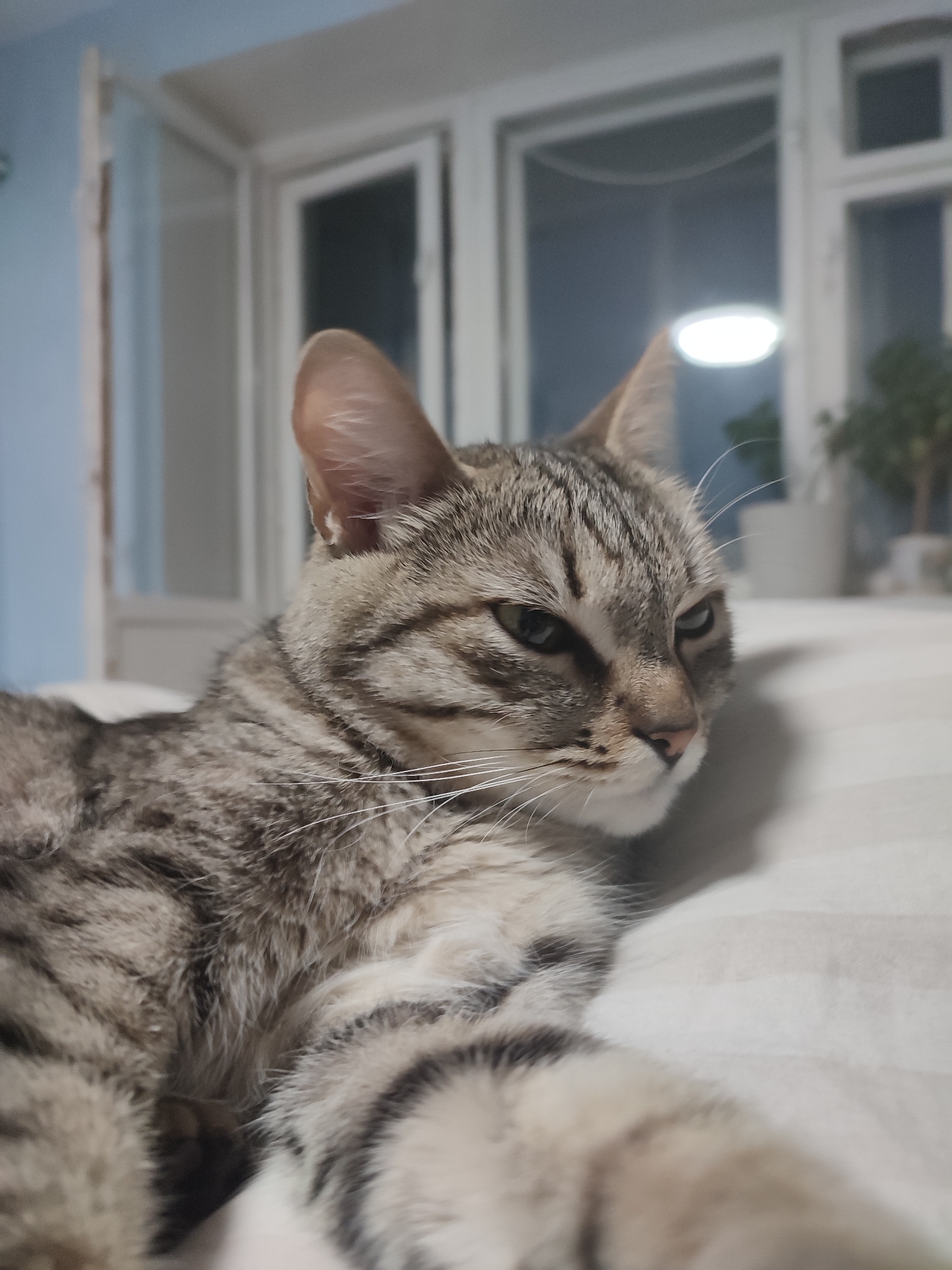 The image shows a domestic cat, likely a tabby, lying on a white surface, possibly a bed. The cat is in the foreground, with its face and front paws in focus. The background is blurred, but a window with multiple panes is visible. There is also a hint of a plant on a windowsill behind the cat. There is no discernible information in the picture indicating the location is Chaikovsky, Russia.