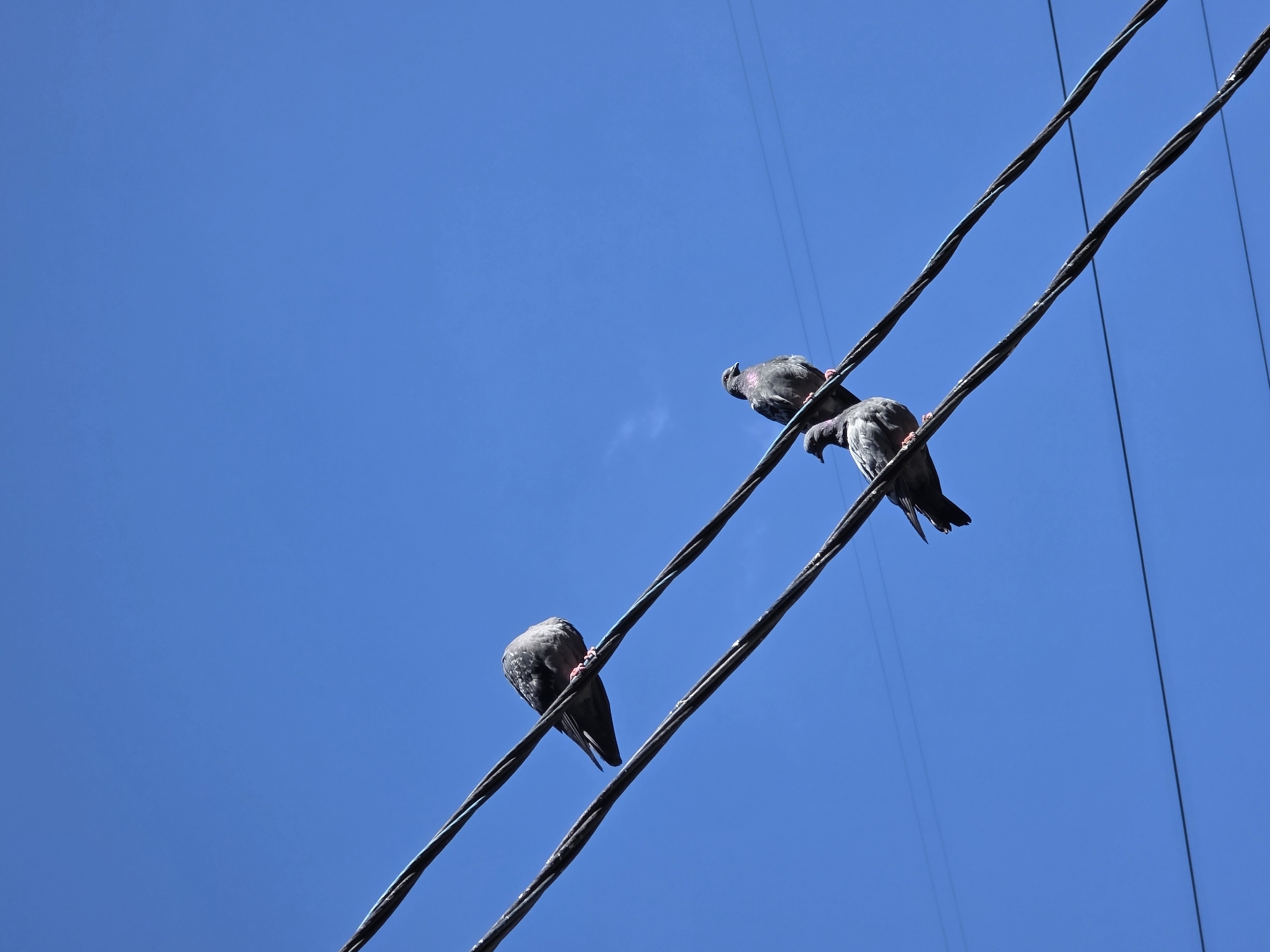 A low-angle, full shot captures three pigeons perched on parallel black electrical wires against a clear, vibrant blue sky. The wires, some thicker and twisted, span diagonally across the frame from the lower left to the upper right. The pigeons are positioned at different points along these wires. One pigeon is on the uppermost wire, towards the left, with its head tucked, appearing to be resting. Further to the right, on the wire below, another pigeon is perched, facing left, with its head slightly raised. The third pigeon is on the lowest wire, closer to the center, also facing left, with its body slightly hunched and its head turned to the side. The scene is devoid of any human presence or recognizable landmarks, offering no specific clues to its location within Moscow, Russia. The environment is purely aerial, dominated by the sky and the man-made infrastructure of the wires.