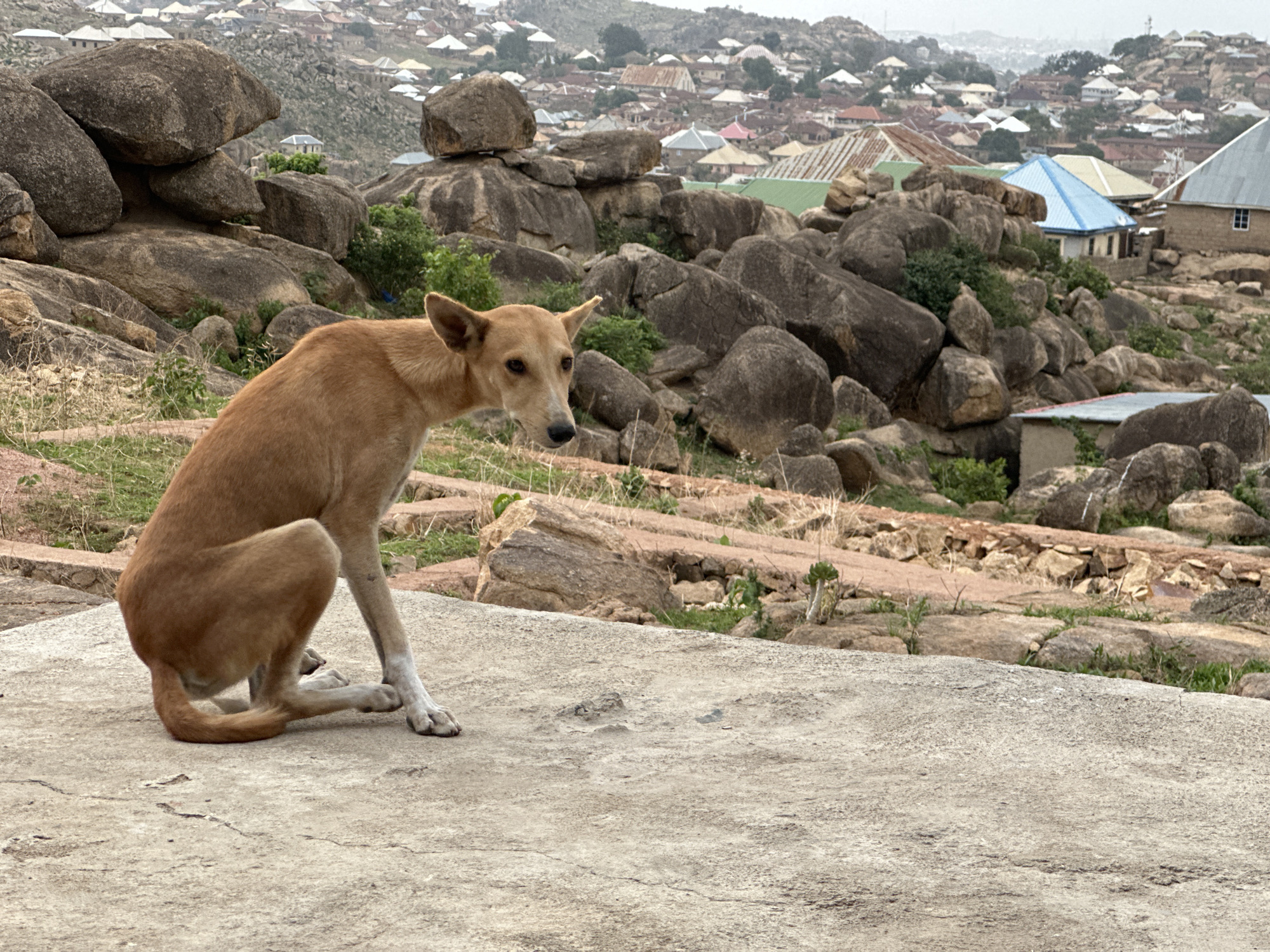 A medium-sized, tan-colored dog sits on a large, flat, grey rock surface. The dog has white fur on its lower legs and paws. It is positioned facing slightly away from the viewer, with its head turned towards the right. In the background, there is a landscape filled with large, rounded rocks, scattered vegetation, and a cityscape in the distance. The buildings in the cityscape are closely packed and have roofs of various colors, including blue, red, and grey. The location is the city of Jos, Nigeria, known for its rocky terrain and dense urban areas.