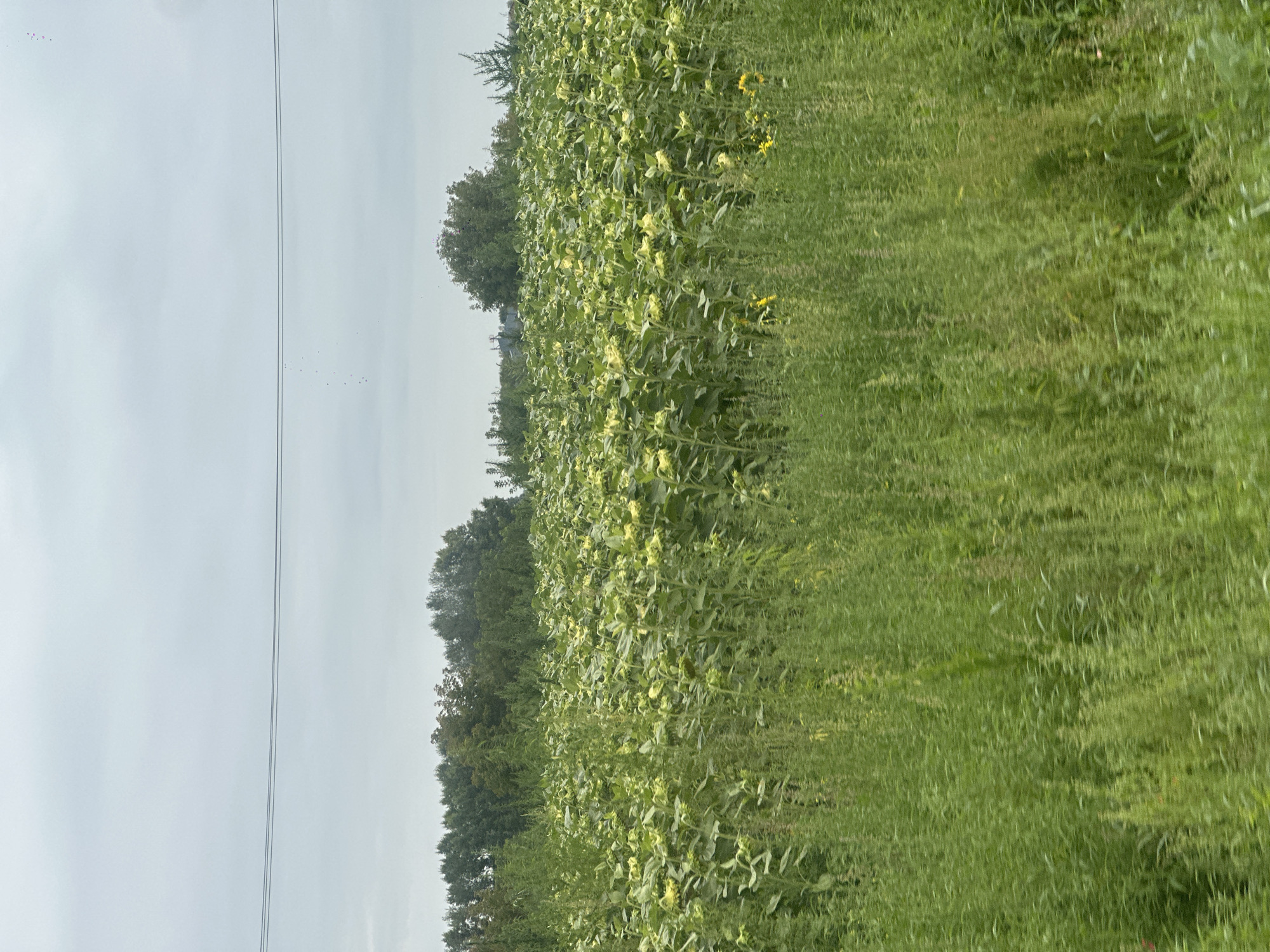 The image shows a field of sunflowers under a cloudy sky. The sunflowers are mostly facing downwards, suggesting they are either past their peak bloom or are about to be harvested. In the foreground, there is tall, green grass and weeds. In the background, a line of trees borders the field, and beyond the trees, there are a few distant buildings and what appear to be power lines. The overall impression is of a rural landscape. This scene is located in the city of Biysk, Russia.