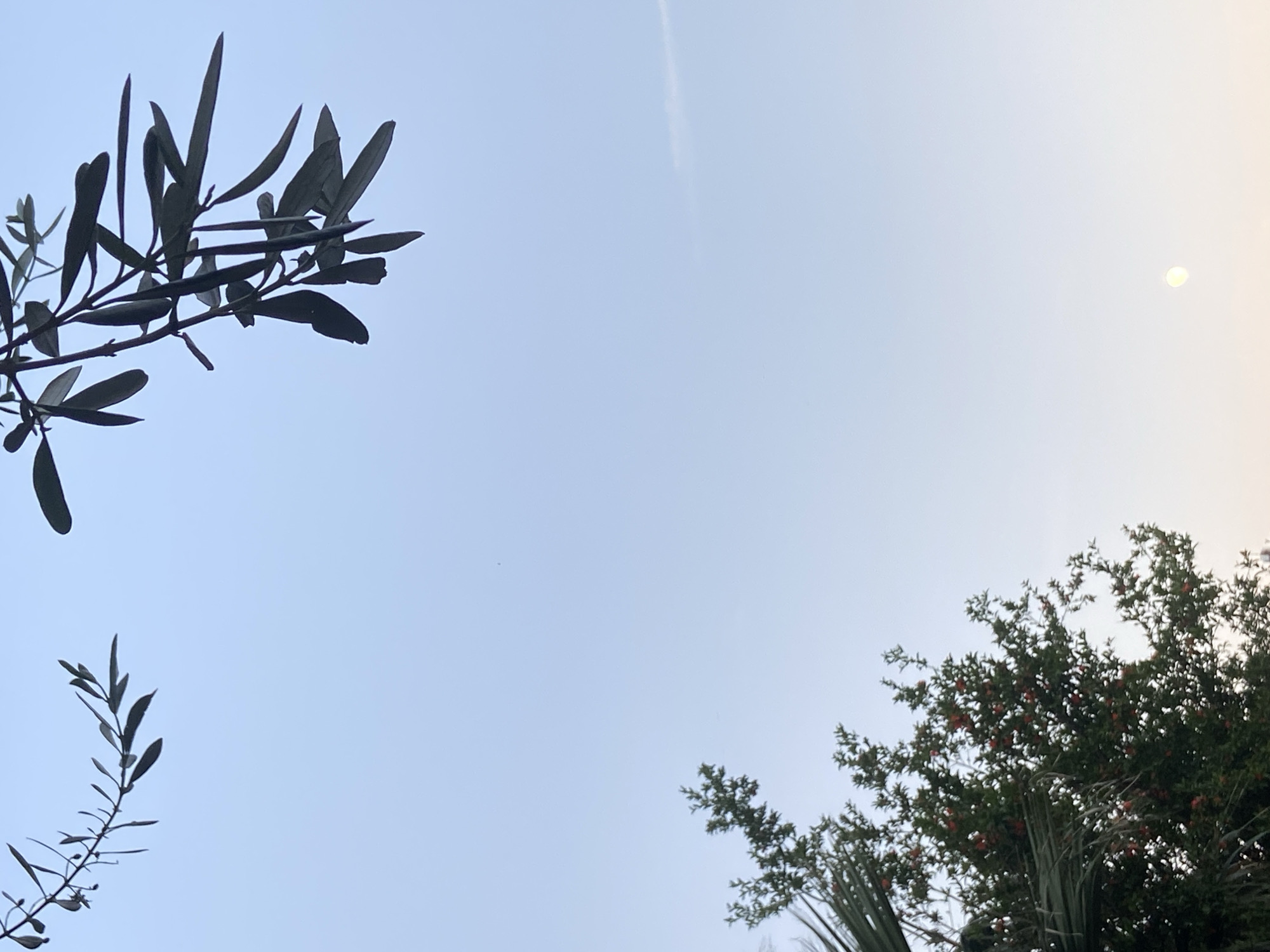 The image shows a view towards the sky, framed by trees on three sides. A branch with long, dark leaves is visible in the upper left corner. A smaller branch with similar leaves is in the lower left. On the lower right, there is a larger tree with dense foliage and red berries. The sky is light blue with a thin white contrail near the center. A faint, round object is in the upper right, possibly the moon or sun. The location is Unknown, Unknown.