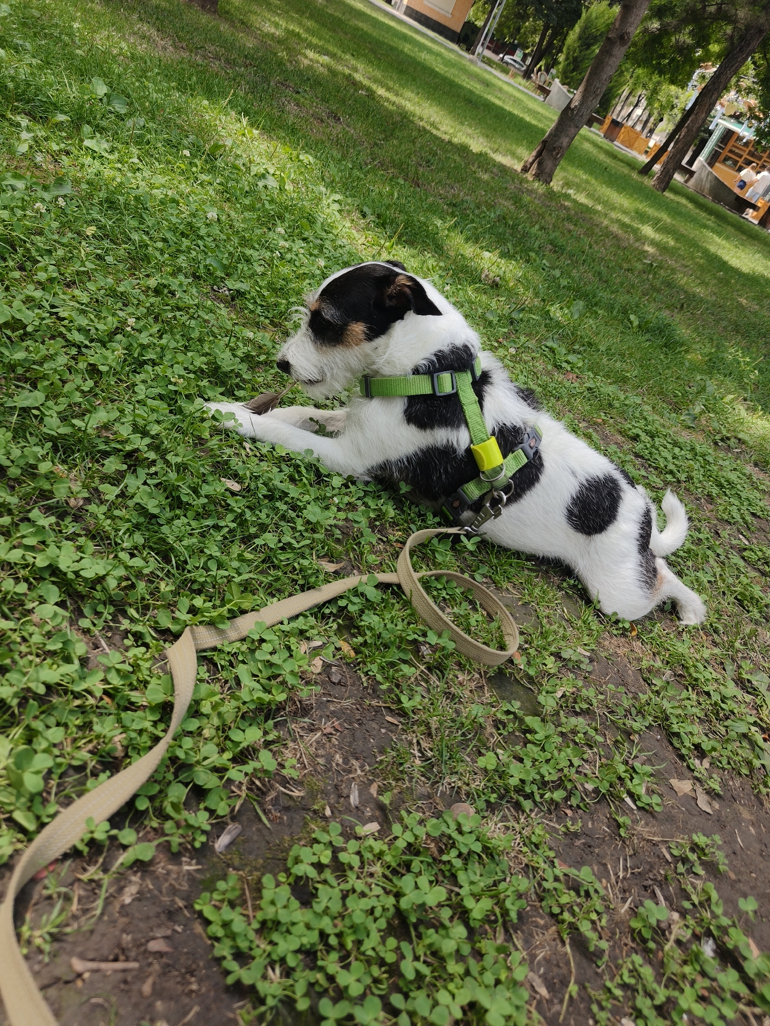A small white and black dog with a green harness lies on a grassy area in a park. The dog is on its side, facing left, with its front paws extended. A tan leash is attached to the harness and lies on the ground next to the dog. In the background, there are trees, grass, and some park benches. There are also a few people in the distance, walking. The lighting suggests it is daytime.