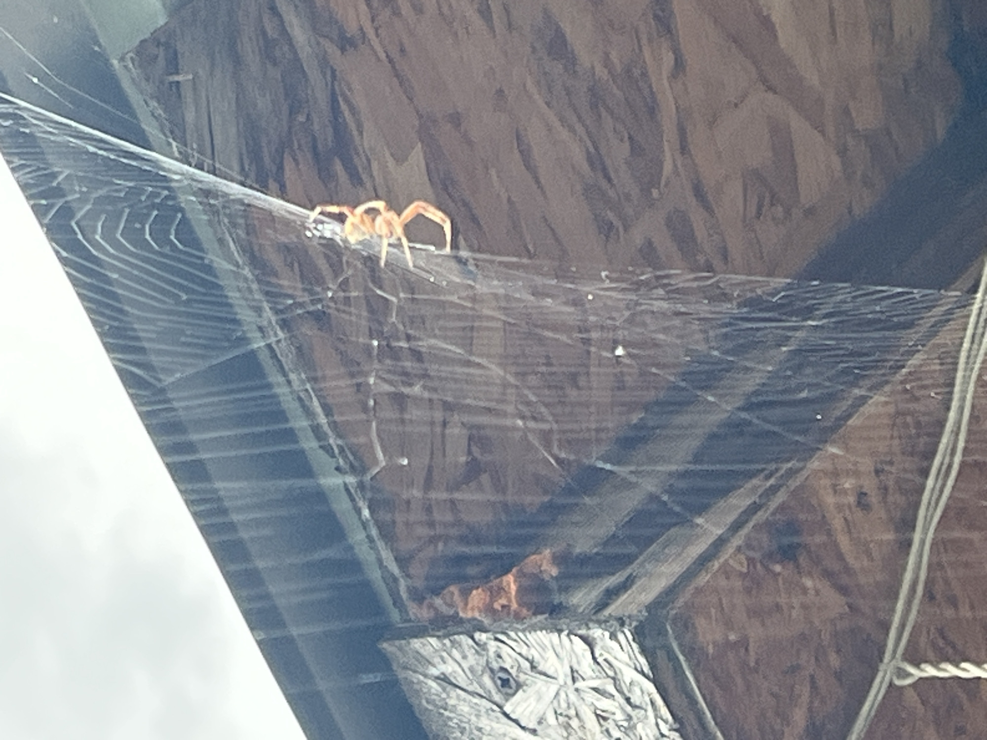 A light orange spider is suspended on its web, which is attached to the underside of a wooden structure. The web is intricate and appears to be made of silk. The wooden structure is likely part of an outdoor building or shelter. The background consists of an overcast sky and the textured surface of the wood. There are no people or other animals visible in the image. The overall scene suggests an outdoor environment, possibly in a rural or semi-rural setting, given the focus on natural elements like the spider and its web. The location of Krasnyye Barrikady, Russia, is not discernable from the image itself, as it contains no identifying landmarks or information.