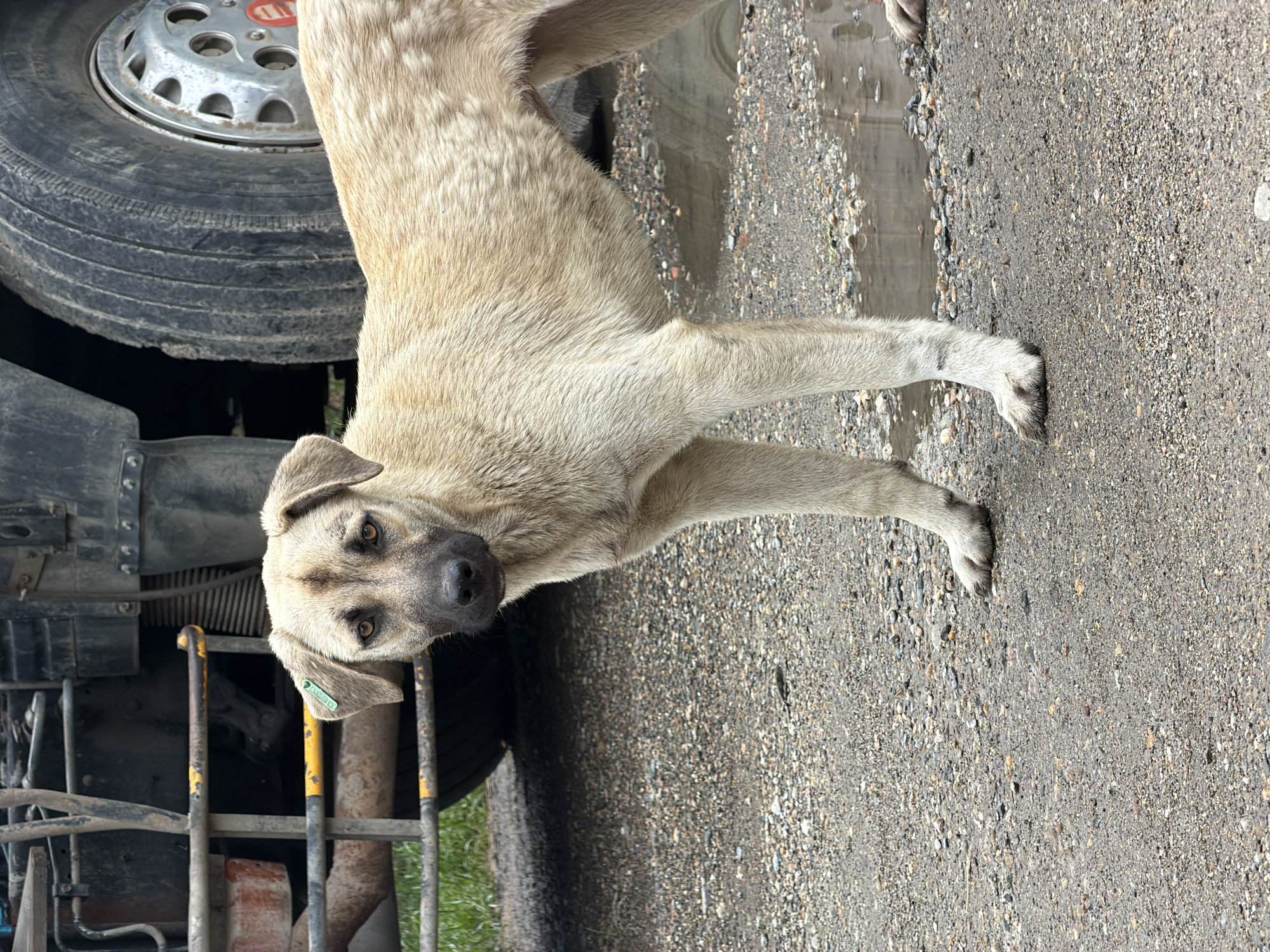 A light-colored dog stands on an asphalt surface. Next to the dog is the wheel of a vehicle. The location is assumed to be Yuzhny, Russia. A green tag is visible on the dog's ear. The area around the dog and vehicle appears to be urban.
